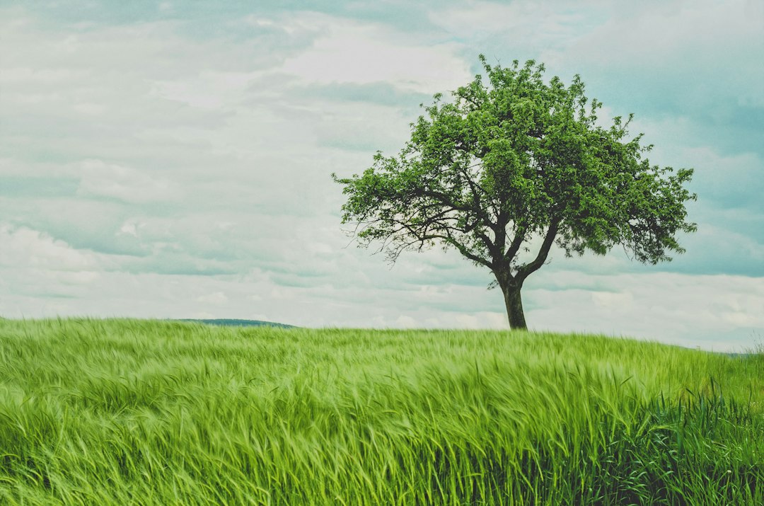 Tree in green wheat field by Bonsai Garden green tree on grassland during daytime