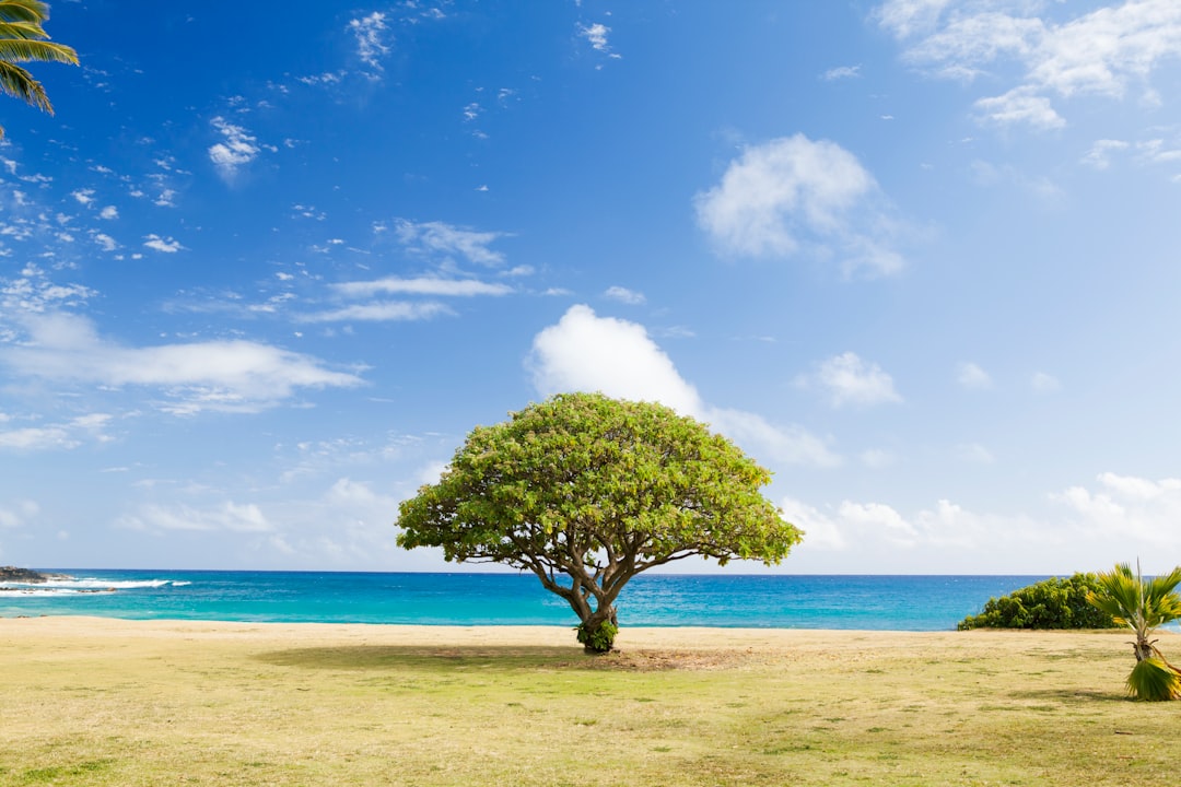 Planted alone by Bonsai Garden green leaf tree on shore