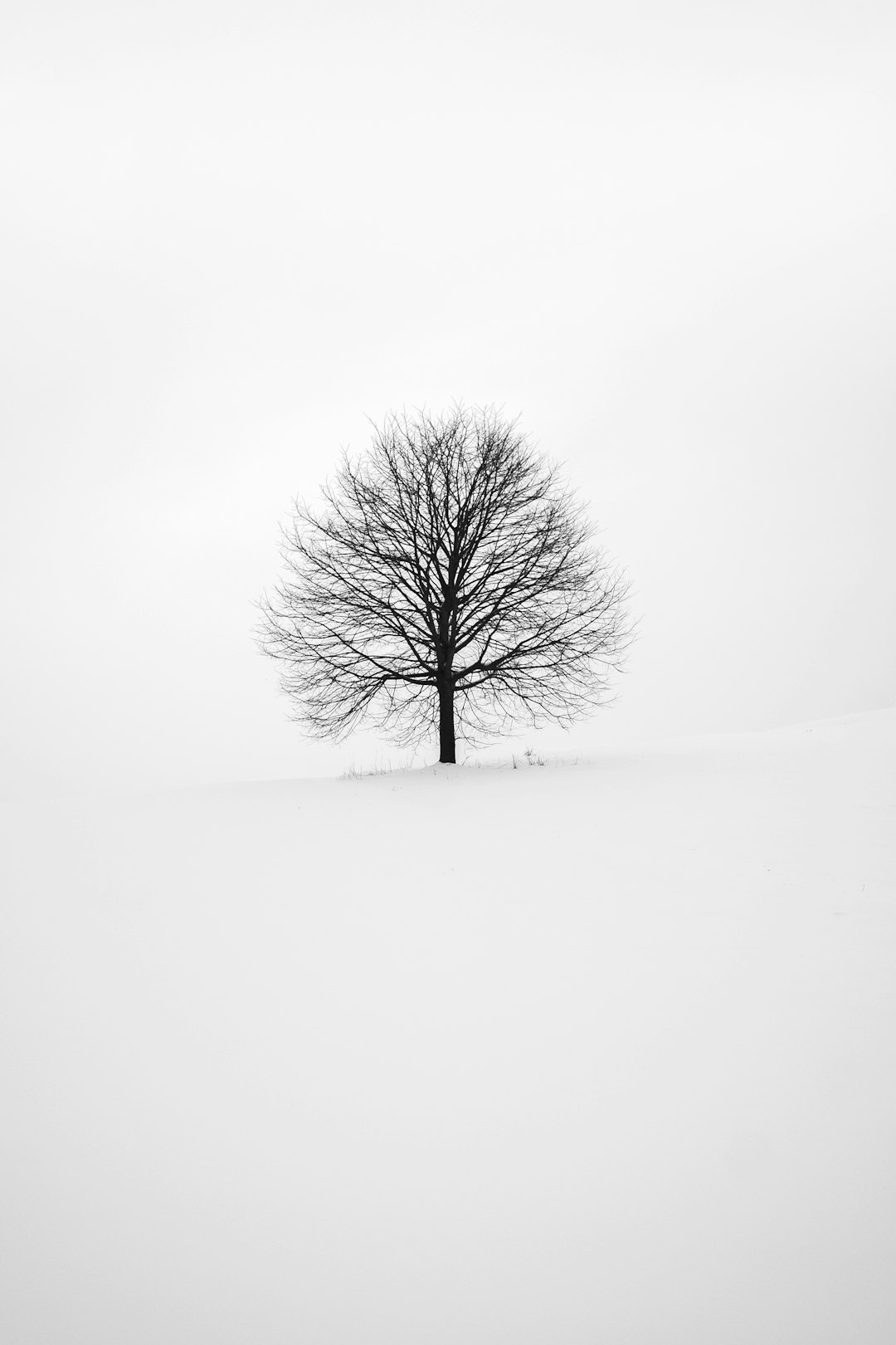 Conclusion by Bonsai Garden photography of tree