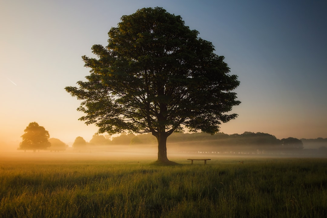 Perhaps one the best vantage points in Richmond Park, London. This bench is perfectly placed beneath a lonely tree, giving a clear view of the open fields and woodlands in every direction. In the early morning mist there’s a certain melancholy about the place - you could sit and ponder life here, without a care in the world. by Bonsai Garden green leafed tree surrounded by fog during daytime