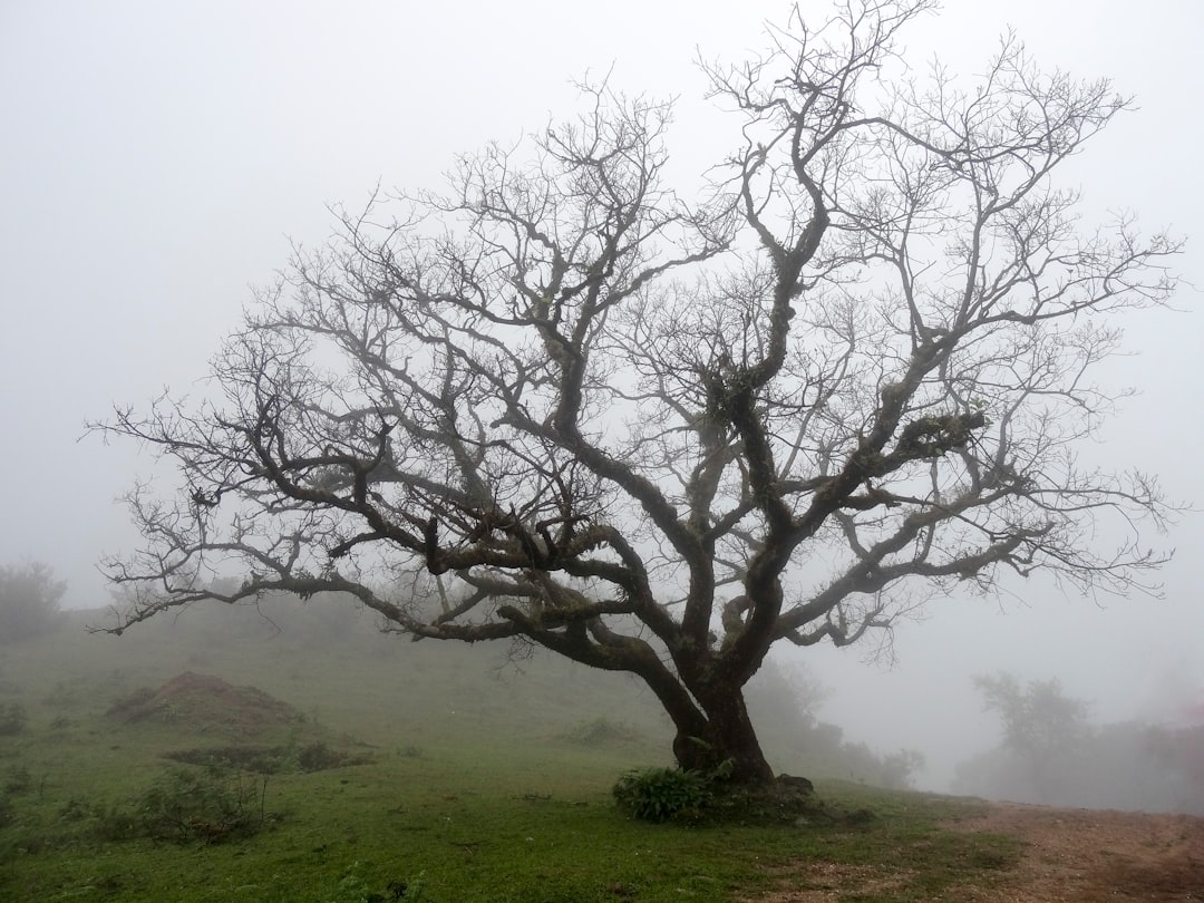 Conclusion 🏁 by Bonsai Garden wilted tree during daytime