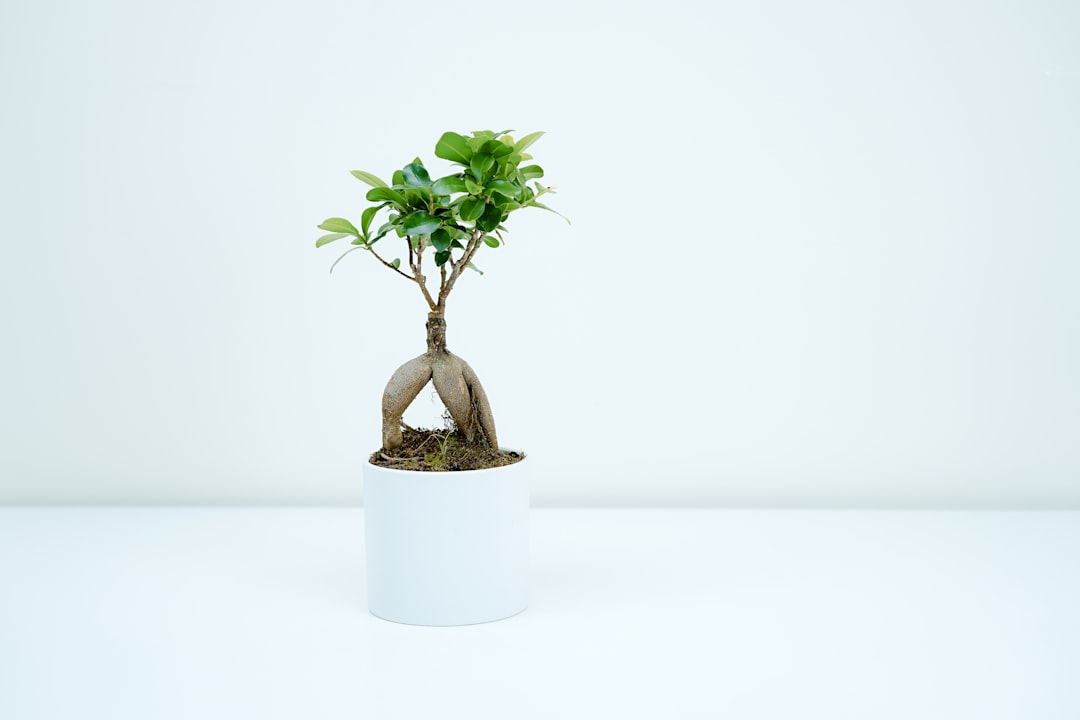 Bonsai Tree by Bonsai Garden green plant in white pot