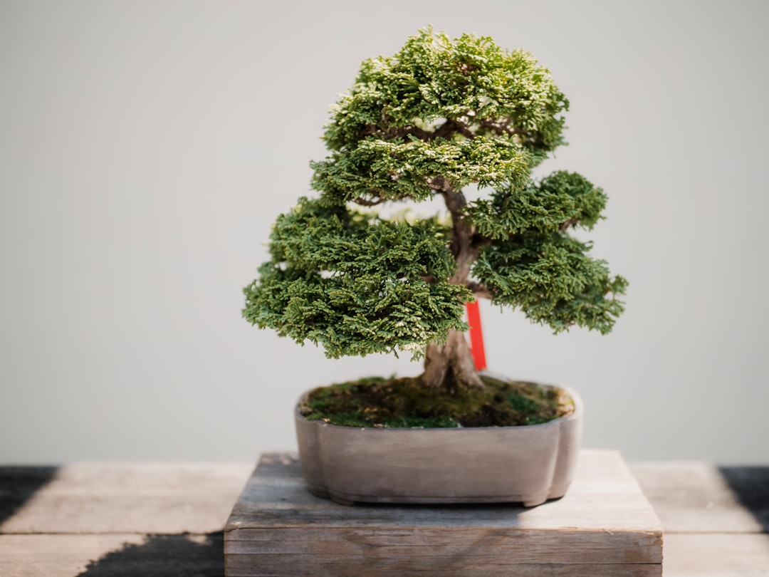 What type of soil is best for growing bonsai trees in a small garden? by Bonsai Garden photo of green leafed bonsai plant on brown pot