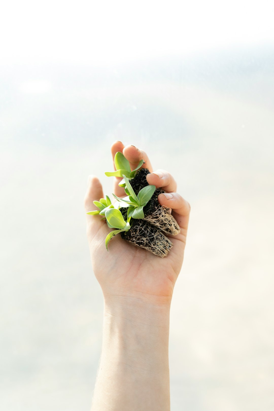Photo by Zoe Schaeffer, instagram.com/dirtjoy, zoeschaeffer.com. Shot at Pasture Song Farm in Pennsylvania. Pictured: lisianthus (flower) transplants by Bonsai Garden green succulent plant in black and white ceramic pot