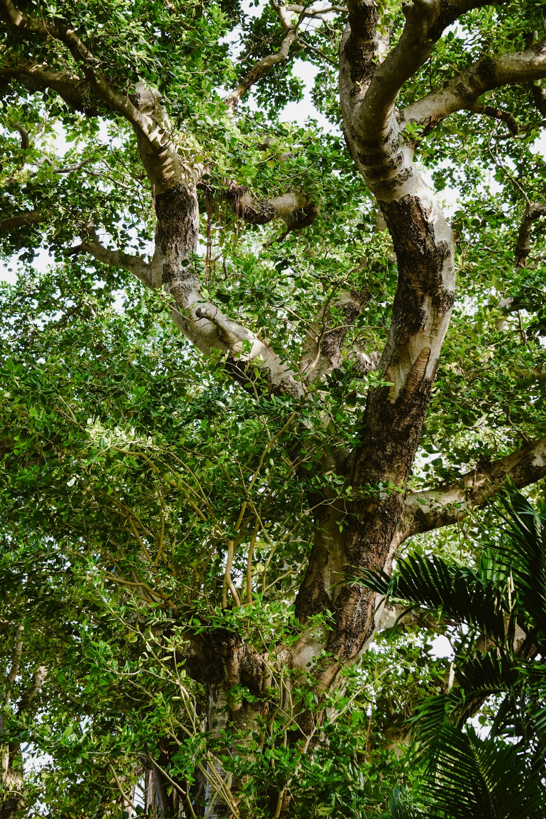 a large tree with lots of green leaves