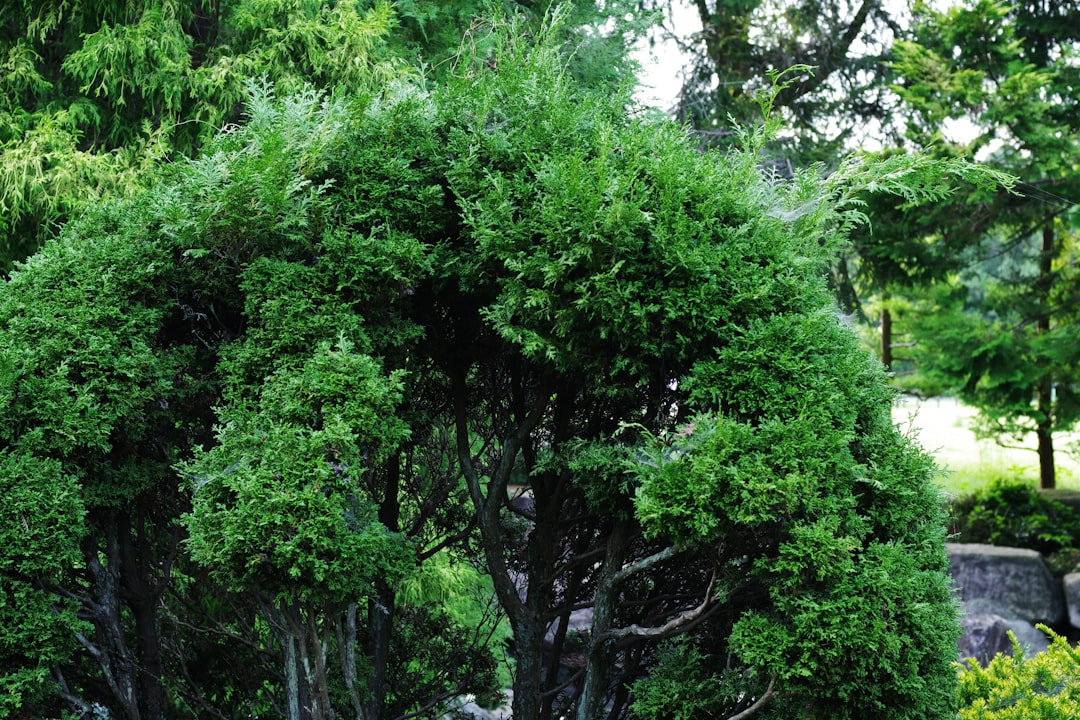 A couple of trees that are in the grass