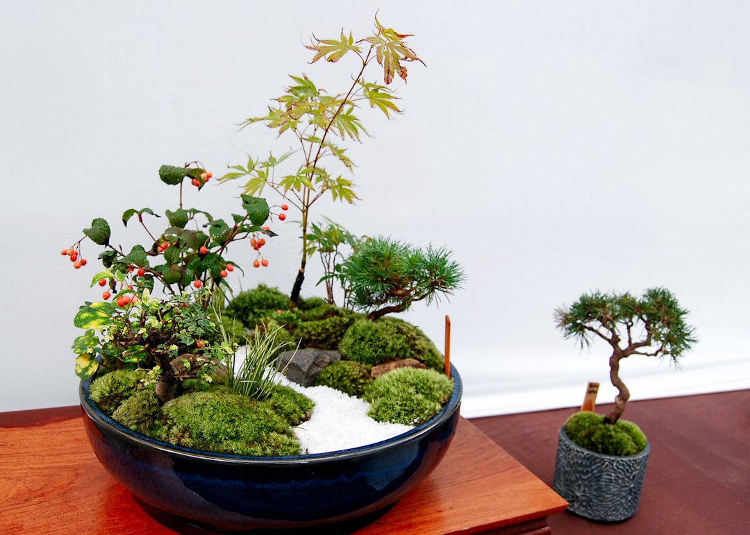 Bonsai exhibition in Gora, Hakone by Bonsai Garden green plant on blue ceramic bowl