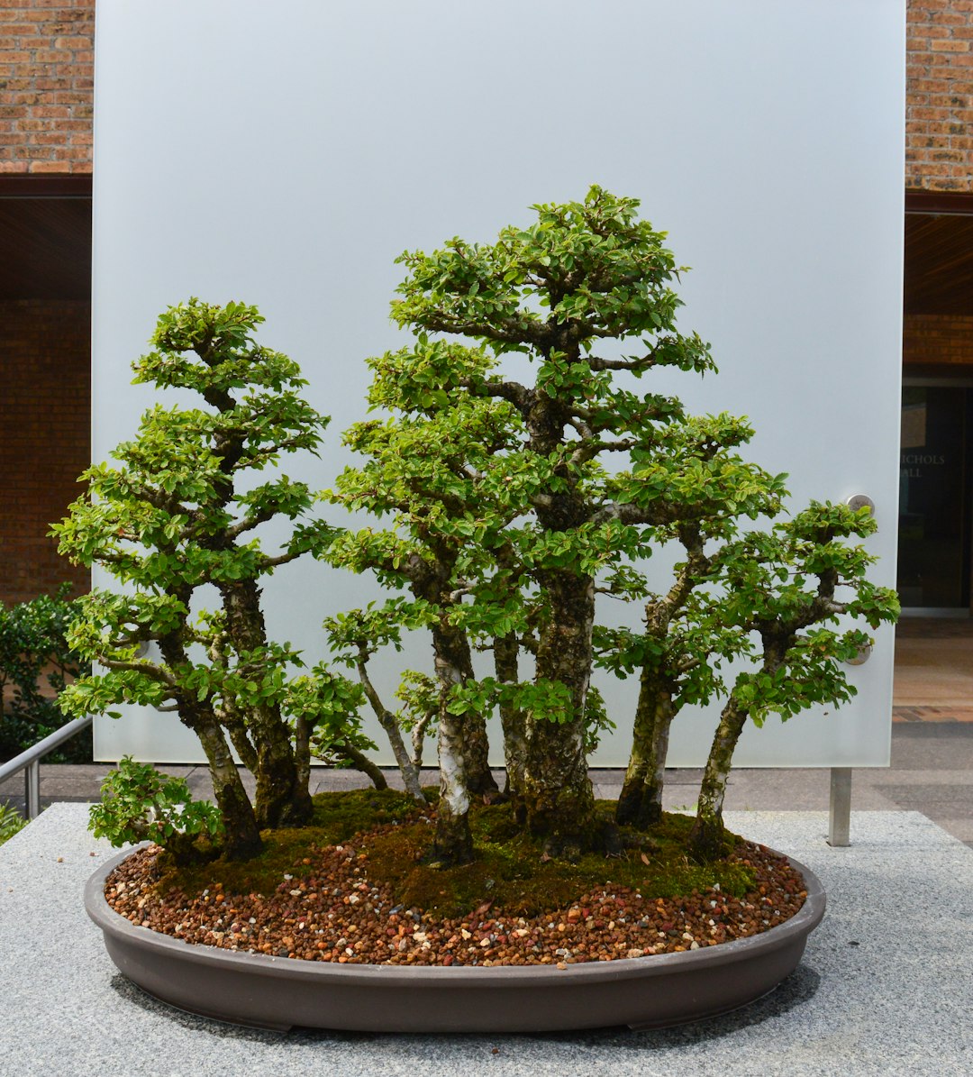 Bonsai tree by Bonsai Garden a bonsai tree in a pot on display