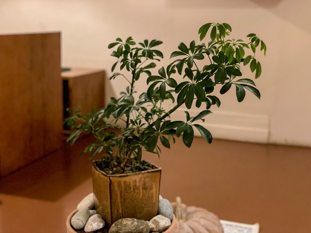 Plant pot by Bonsai Garden a potted plant sitting on top of a table