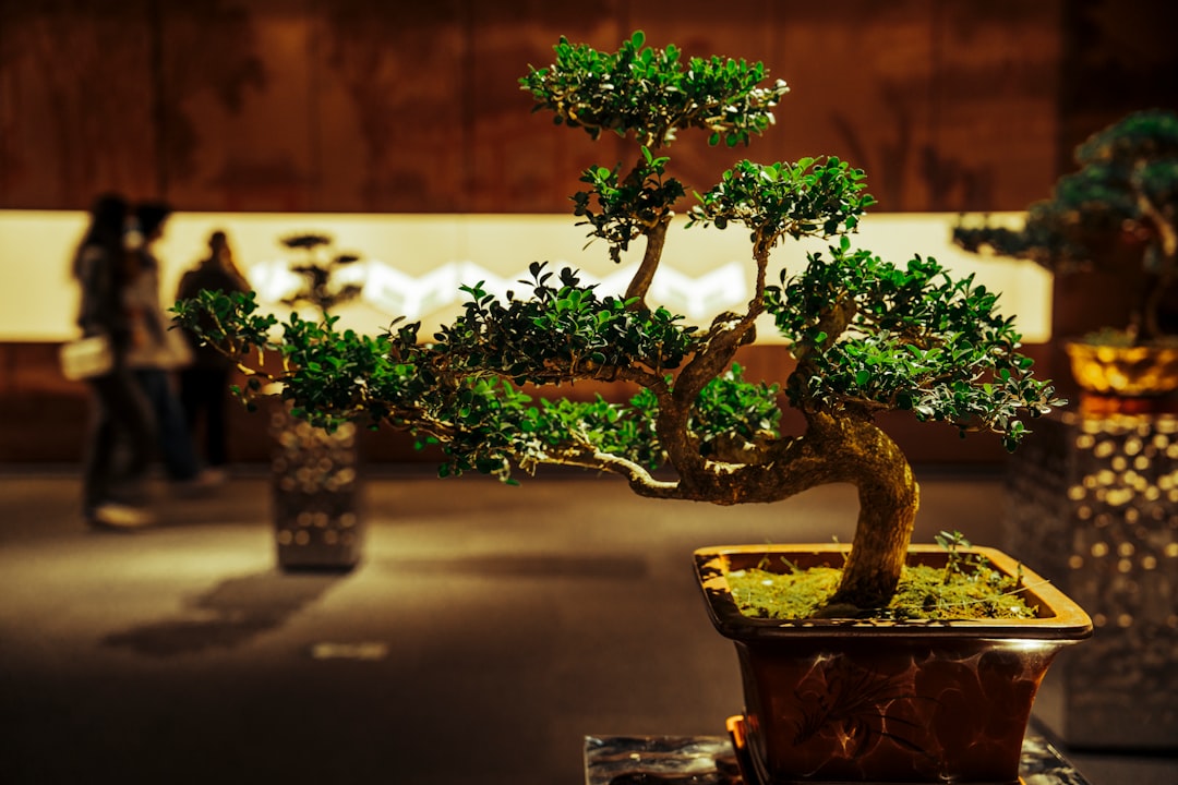 How do you display a bonsai for a show? by Bonsai Garden a small tree in a pot