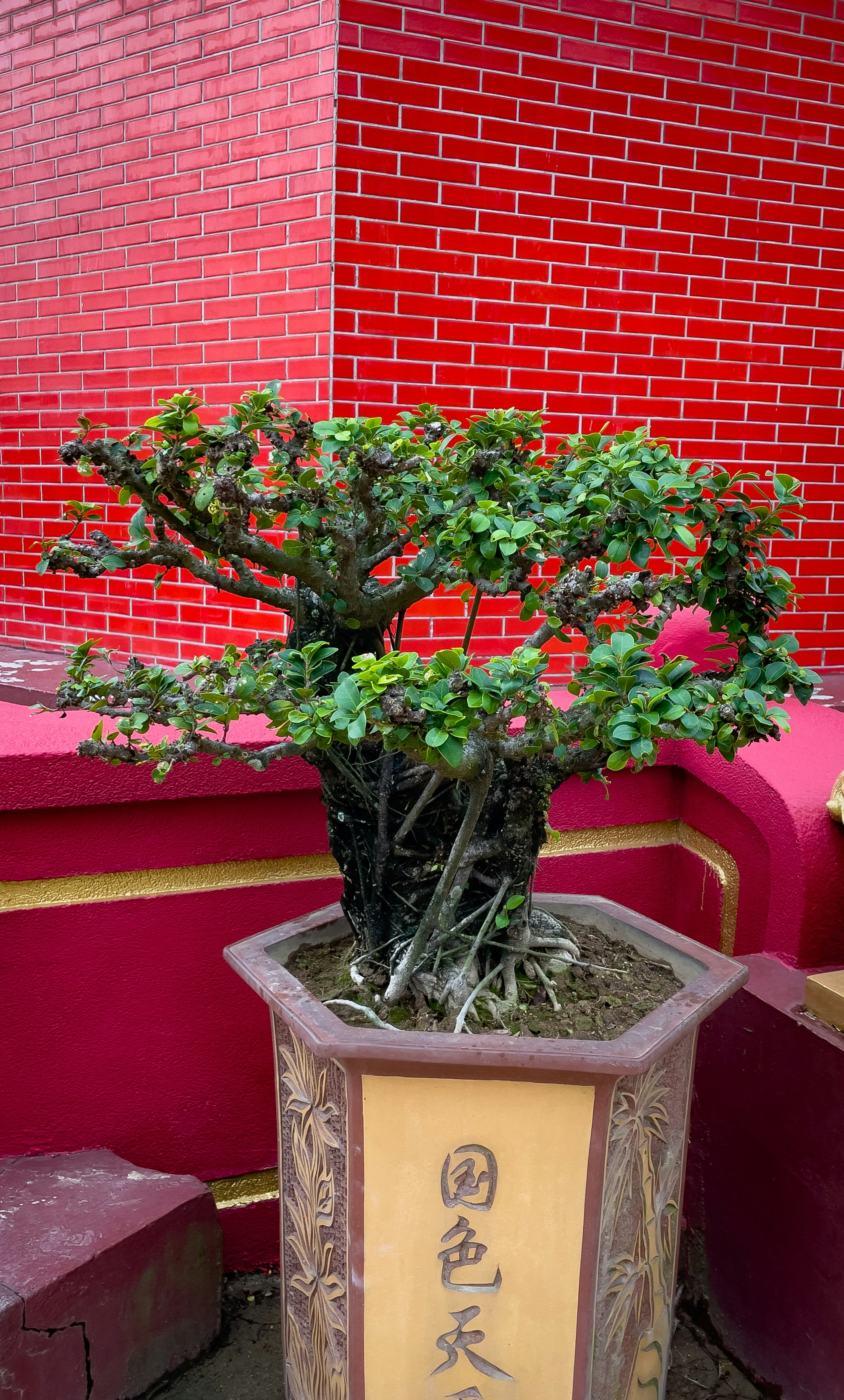 A bonsai tree in a pot in front of a red wall