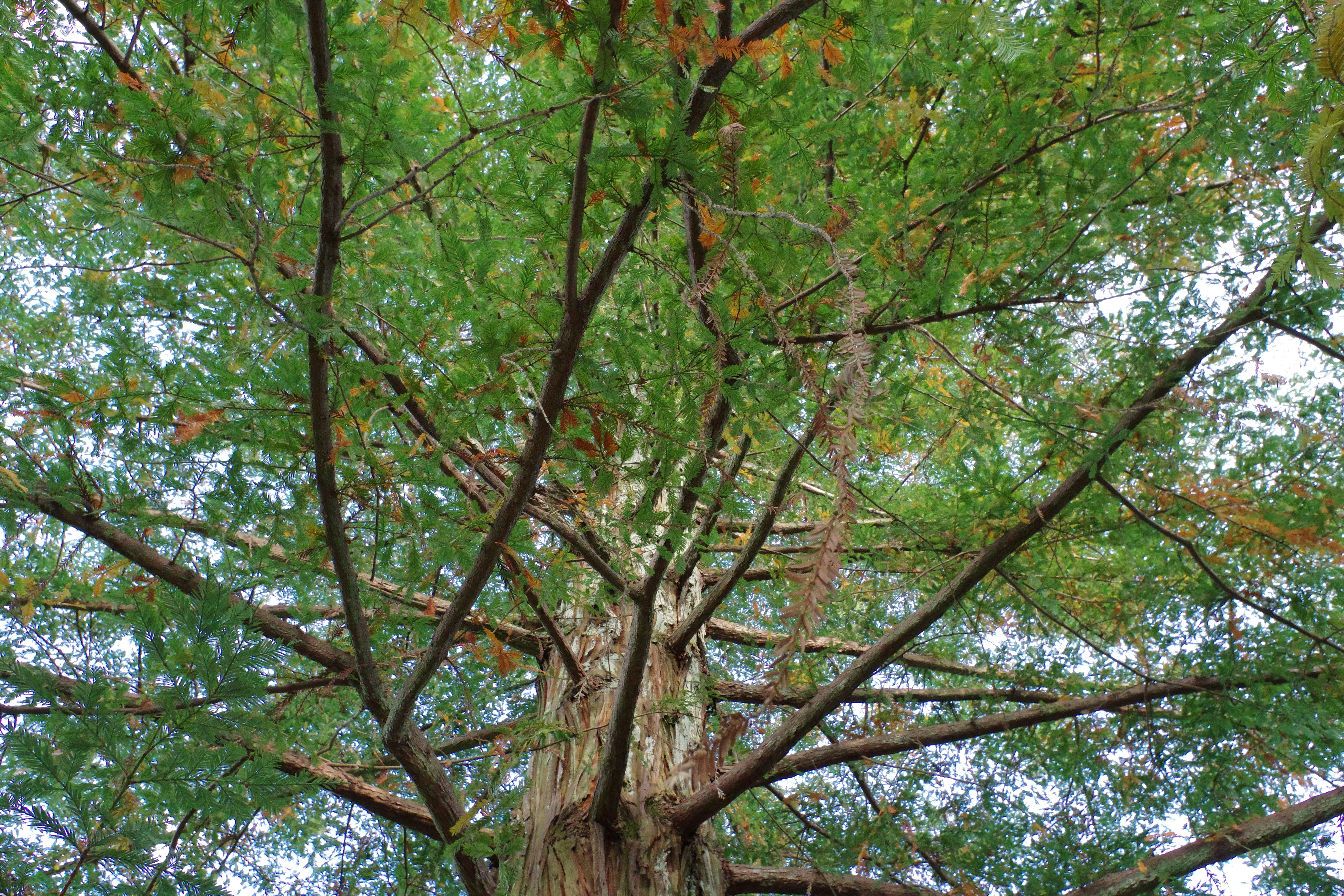 Beautiful green and flower garden、新緑と美しい花が織りなす絶景 A superb view of fresh greenery and beautiful flowers by Bonsai Garden A large tree with lots of green leaves