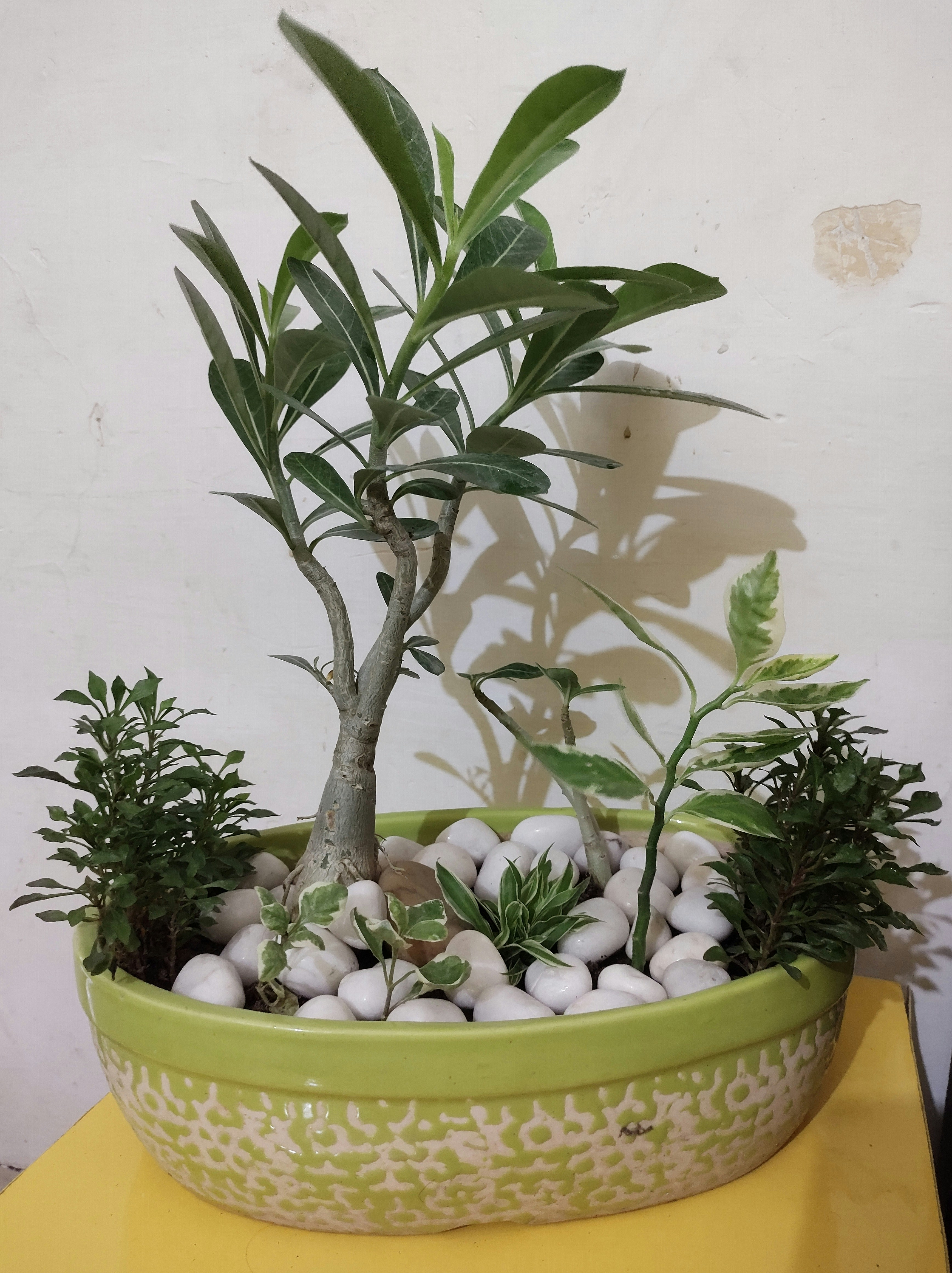 Bonsai-- “an art of taking a simple plant or tree and turning it into a reminder of nature's beauty within a confined space by Bonsai Garden a potted plant sitting on top of a yellow table