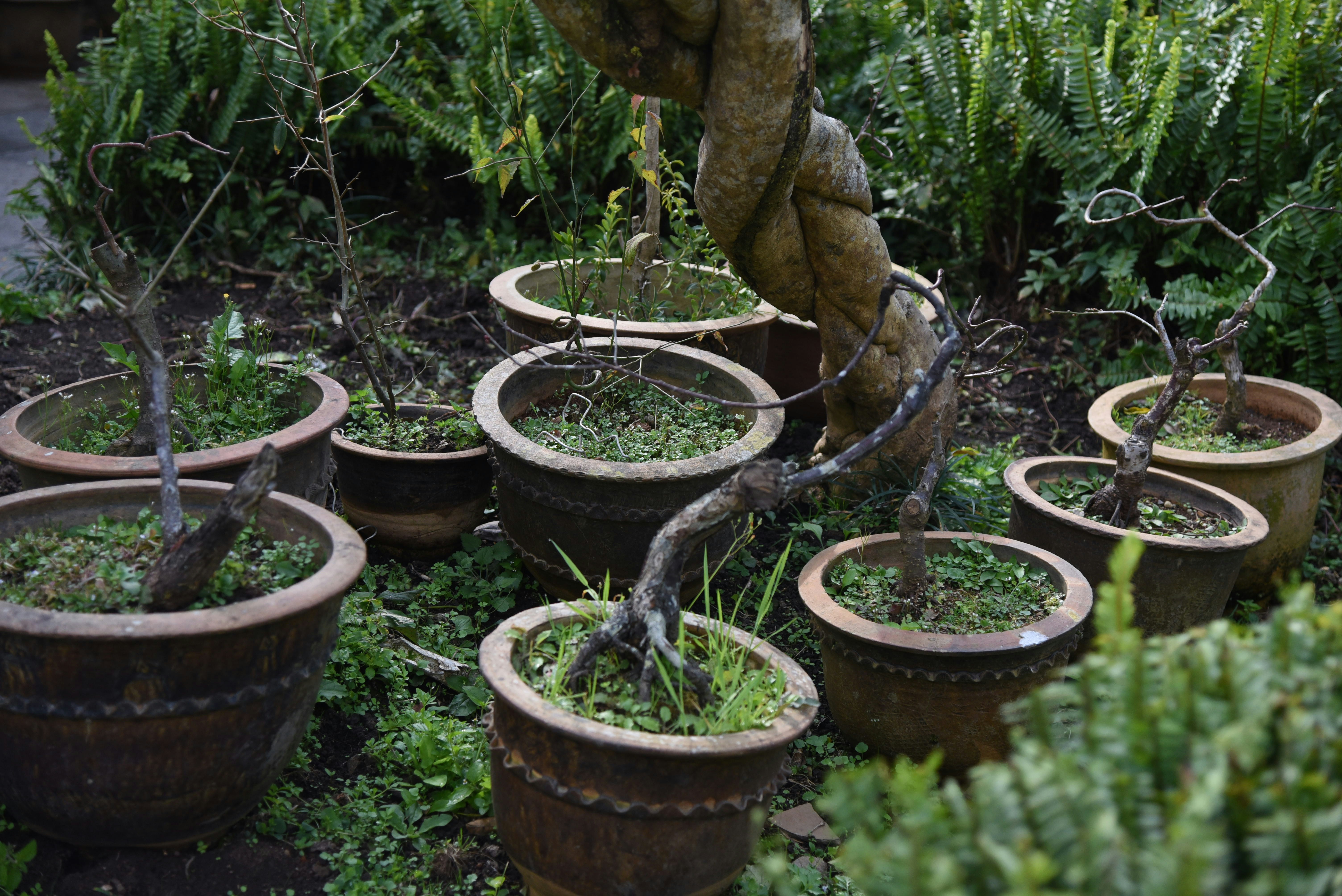 a bunch of potted plants in a garden