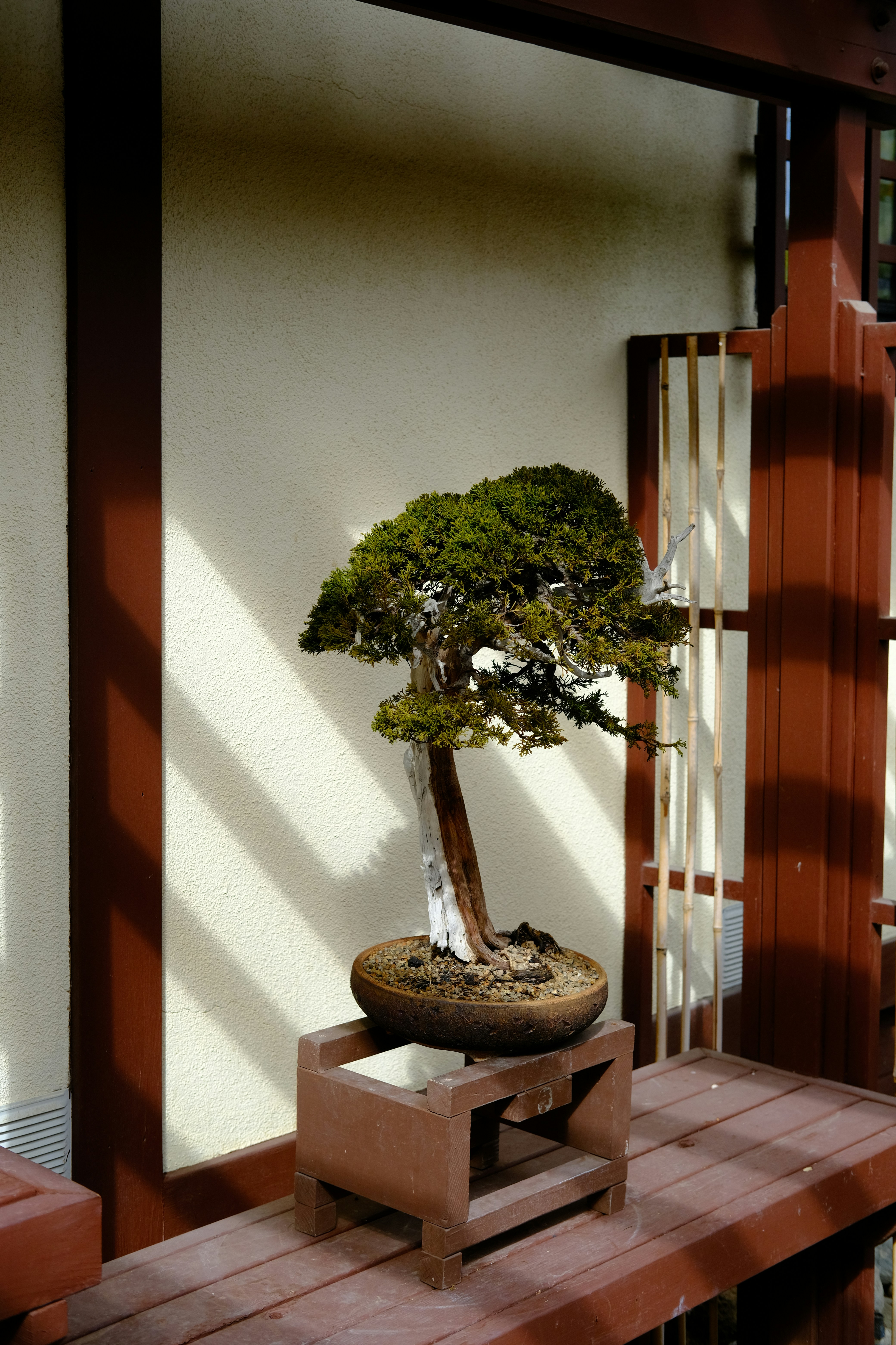 a bonsai tree sitting on top of a wooden table