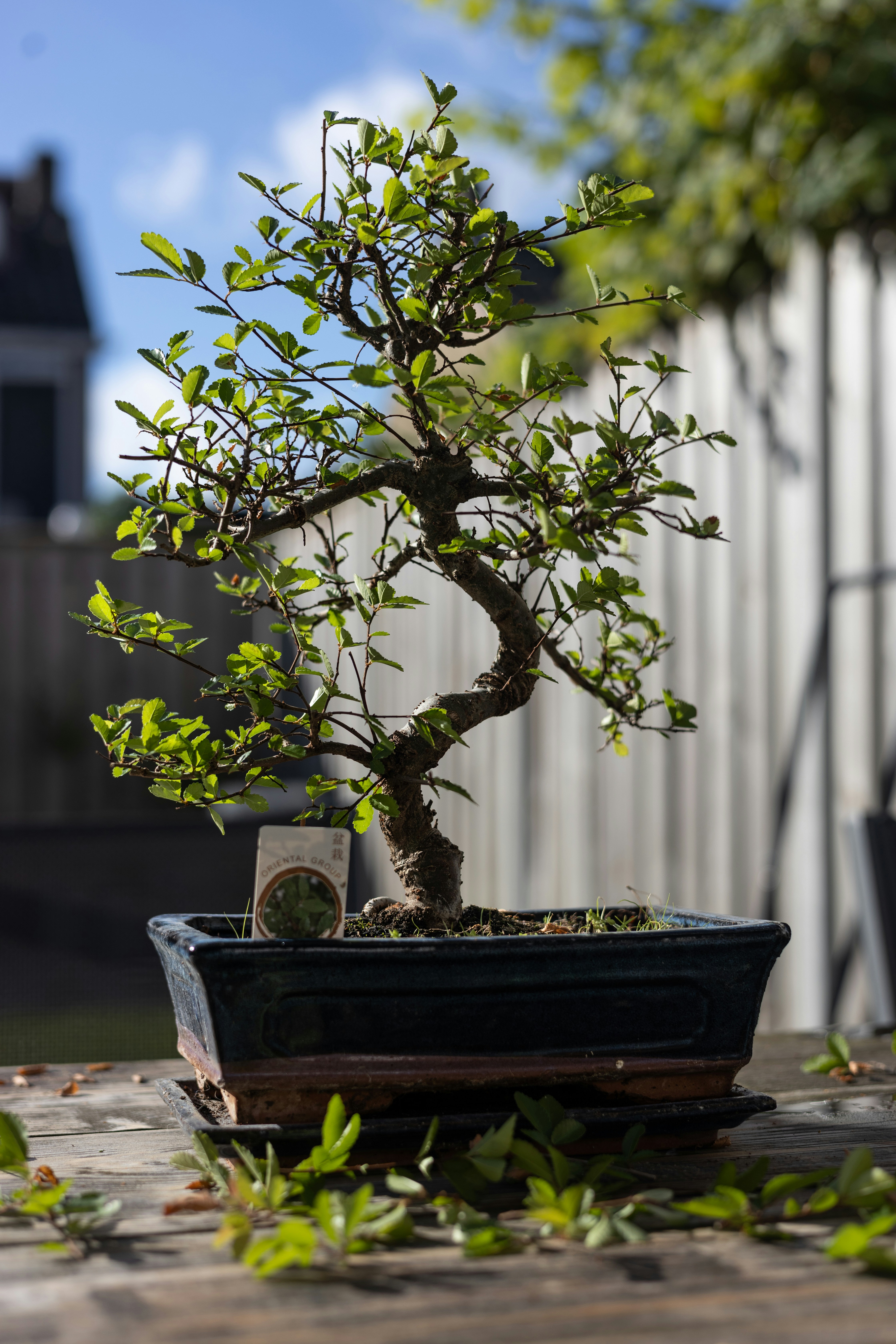 A bonsai tree in a pot on a table