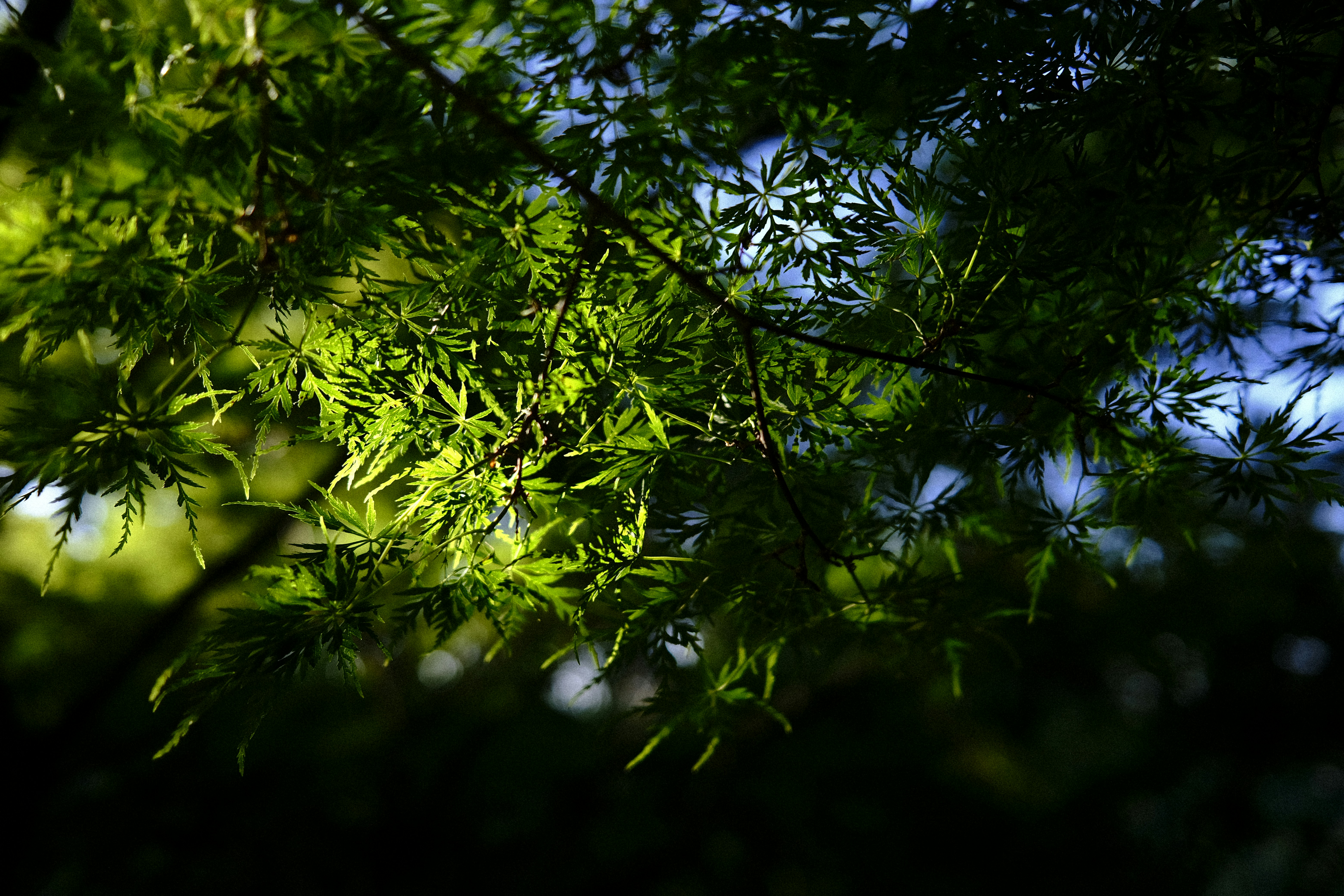 Sunlight through tree branch by Bonsai Garden Green leaves backlit by sunlight with dark background.