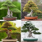 Featured image for The Ultimate 20-Step Seasonal Bonsai Care Guide 2025