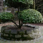 Featured image for 12 Expert Tips for Spring Bonsai Care 2025