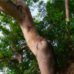 Featured image for Mastering Fall Bonsai Care 7 Expert Tips for a Thriving Tree 2025