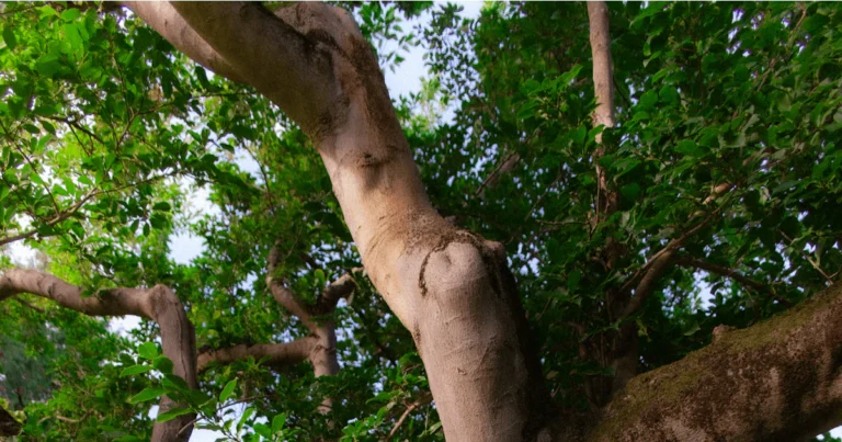 Featured image for Mastering Fall Bonsai Care 7 Expert Tips for a Thriving Tree 2025