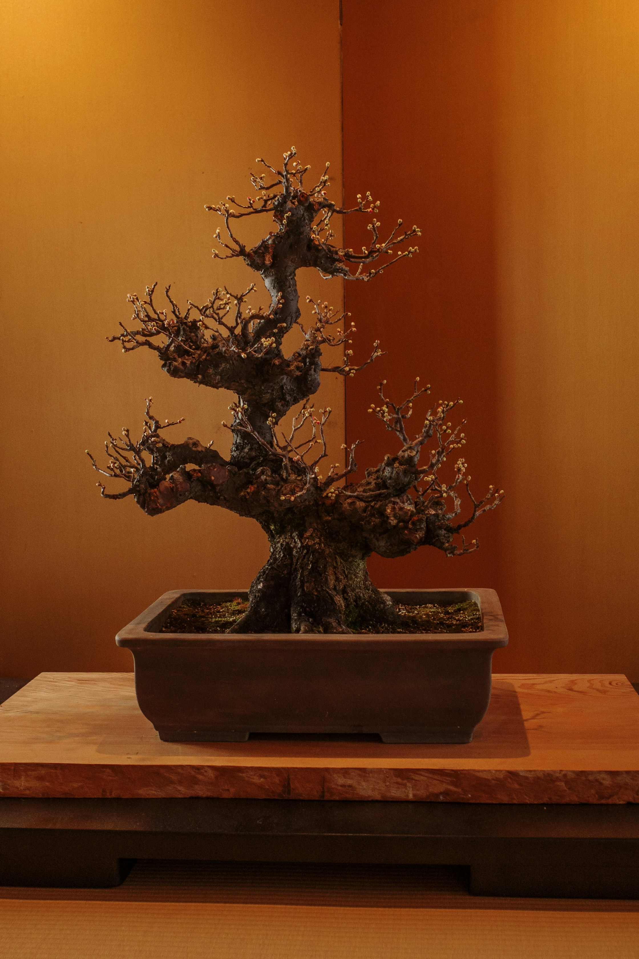 A gnarled bonsai tree with small white blossoms.