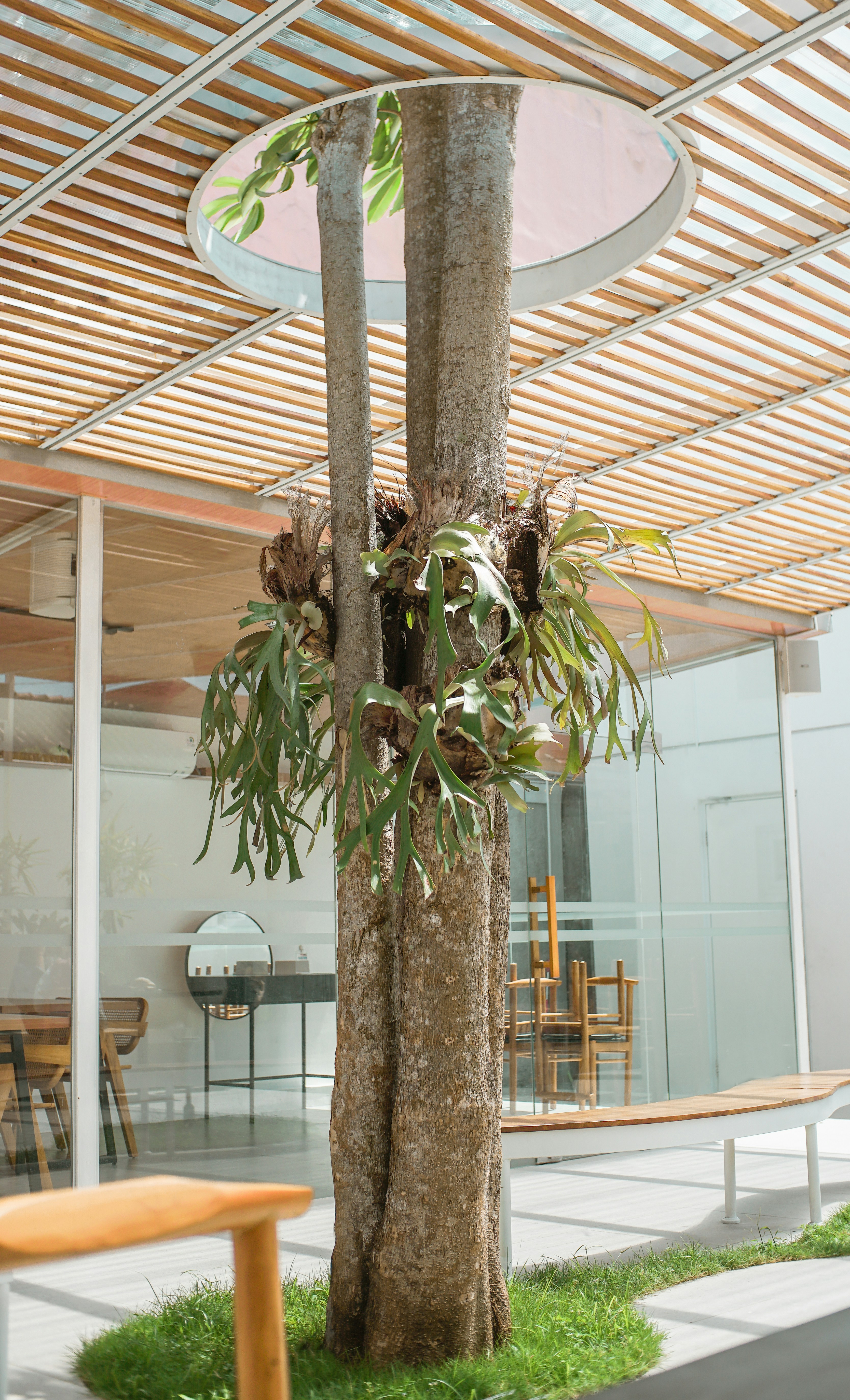 Is it OK to keep a bonsai tree indoors? by Bonsai Garden green and brown plant on white ceramic vase