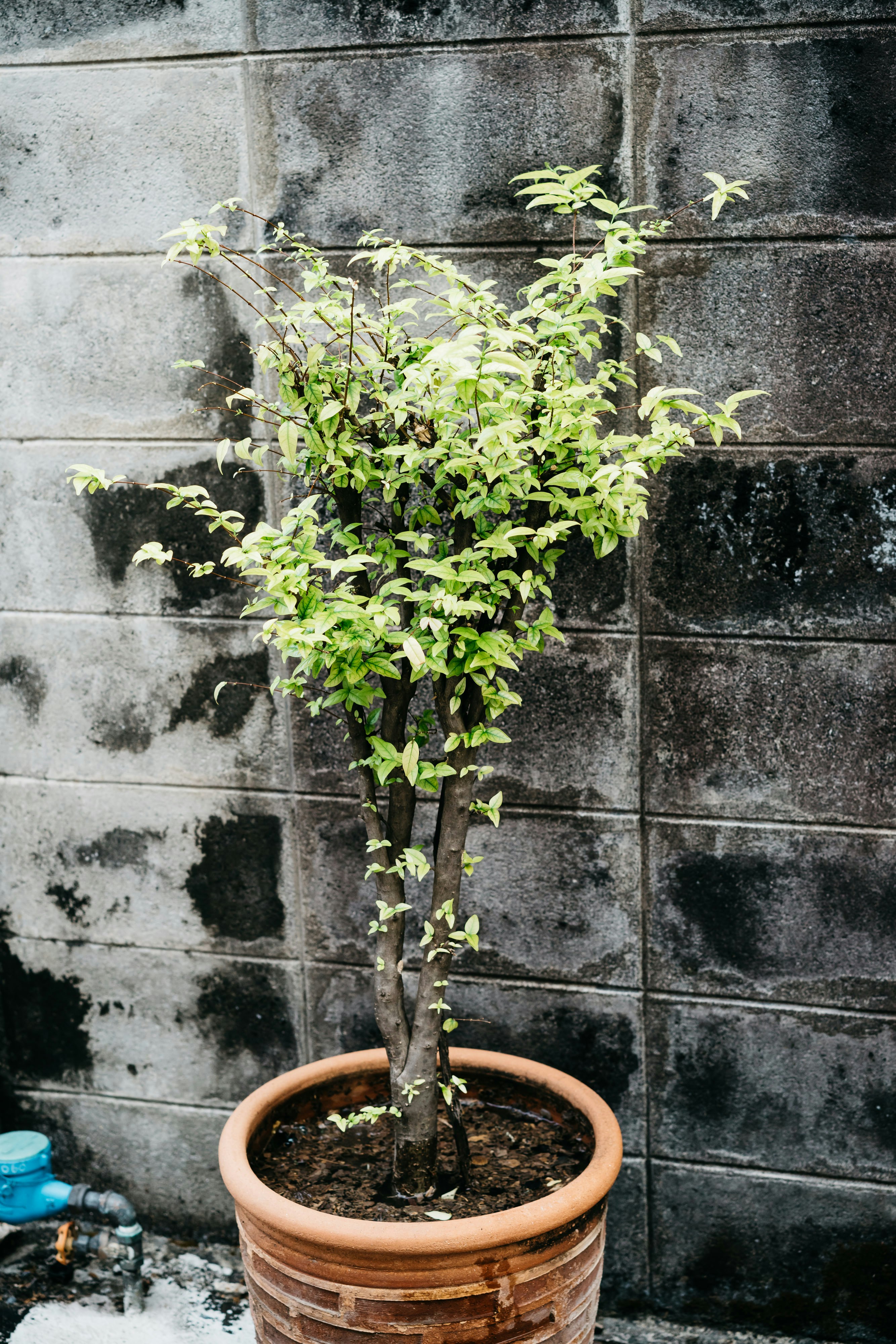 a small tree in a pot on the ground