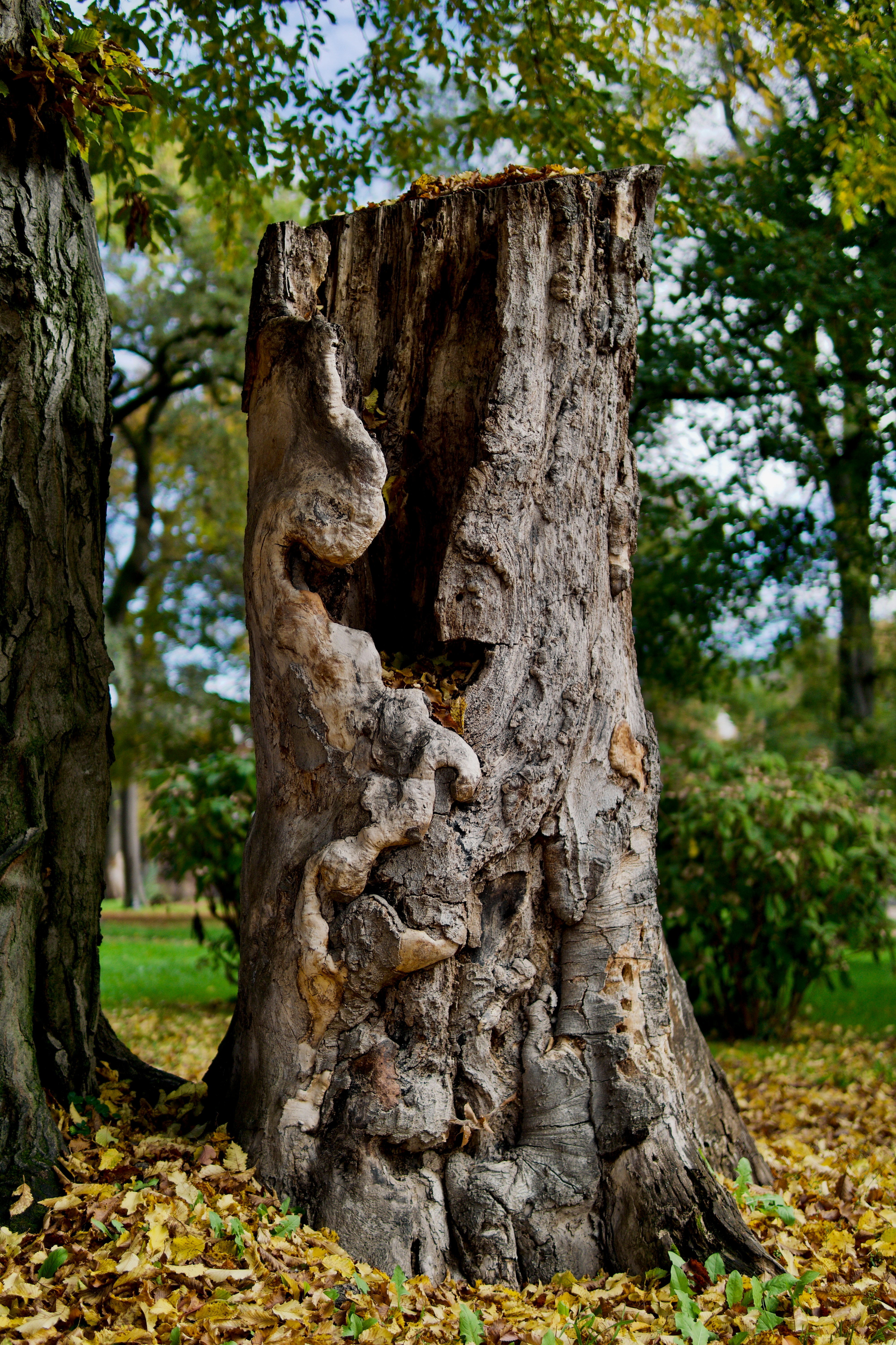 a tree trunk with a face carved into it
