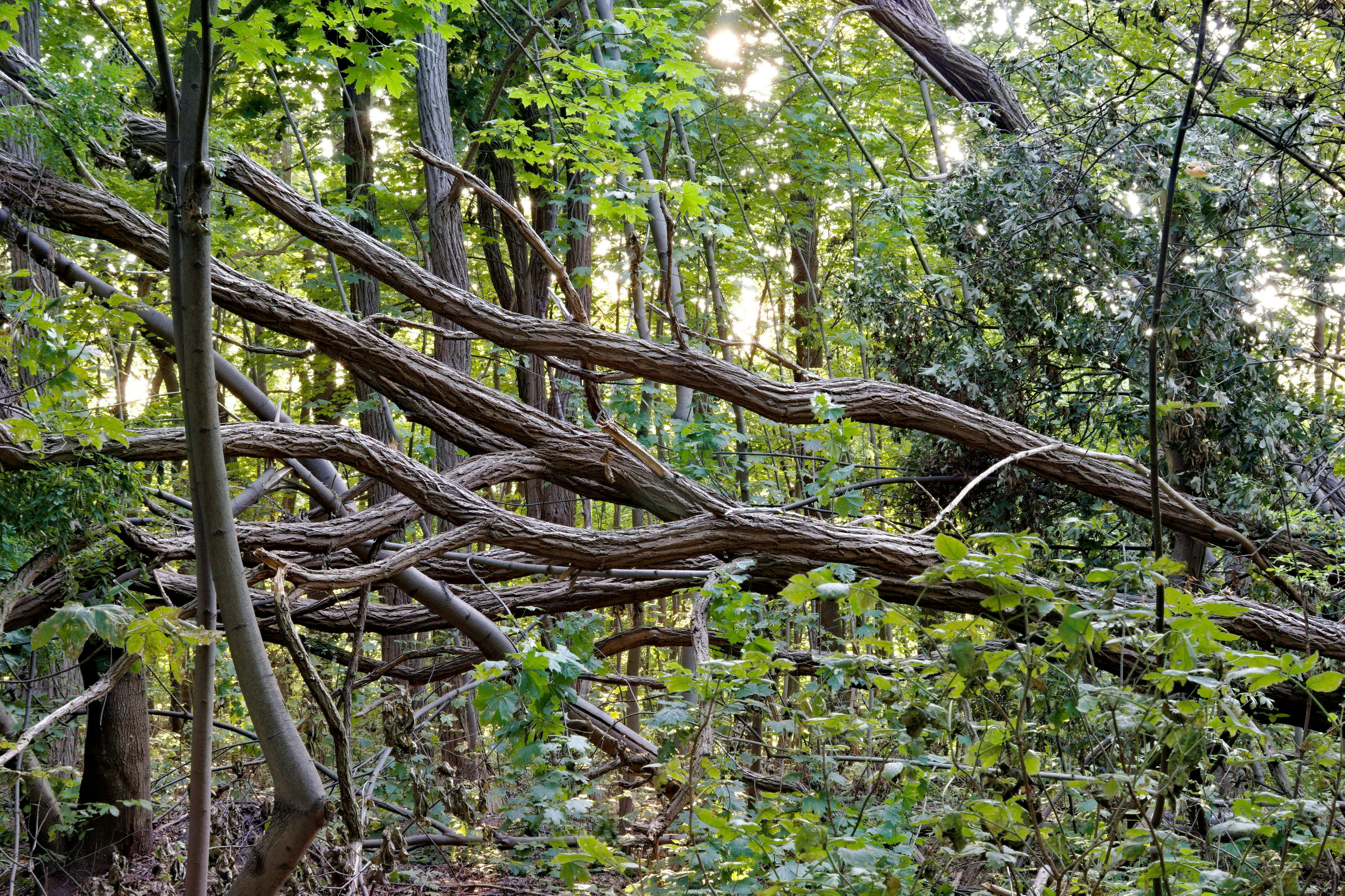 a tree that has fallen