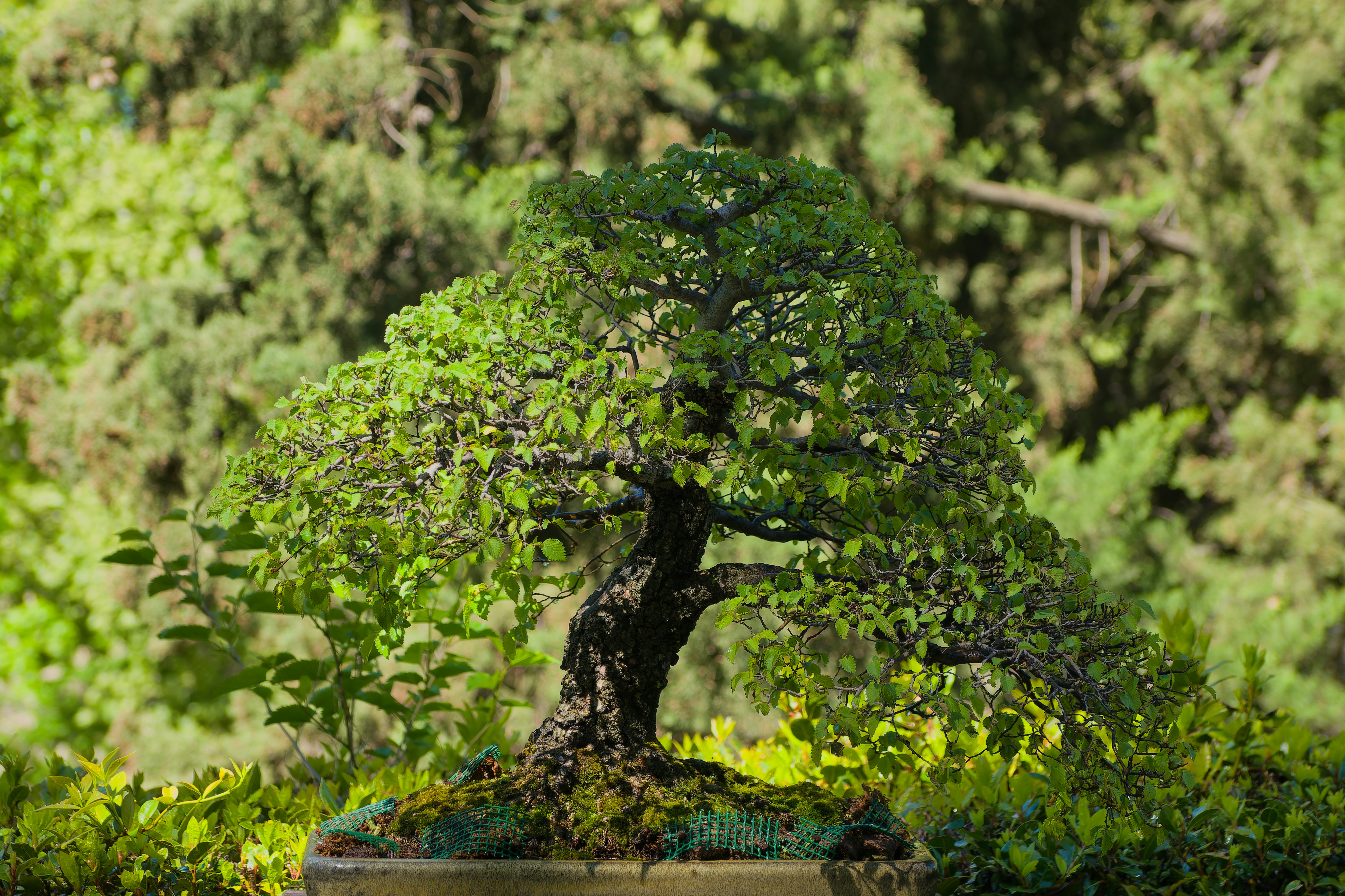 How many years does it take to grow a bonsai? by Bonsai Garden a bonsai tree in a pot in a garden