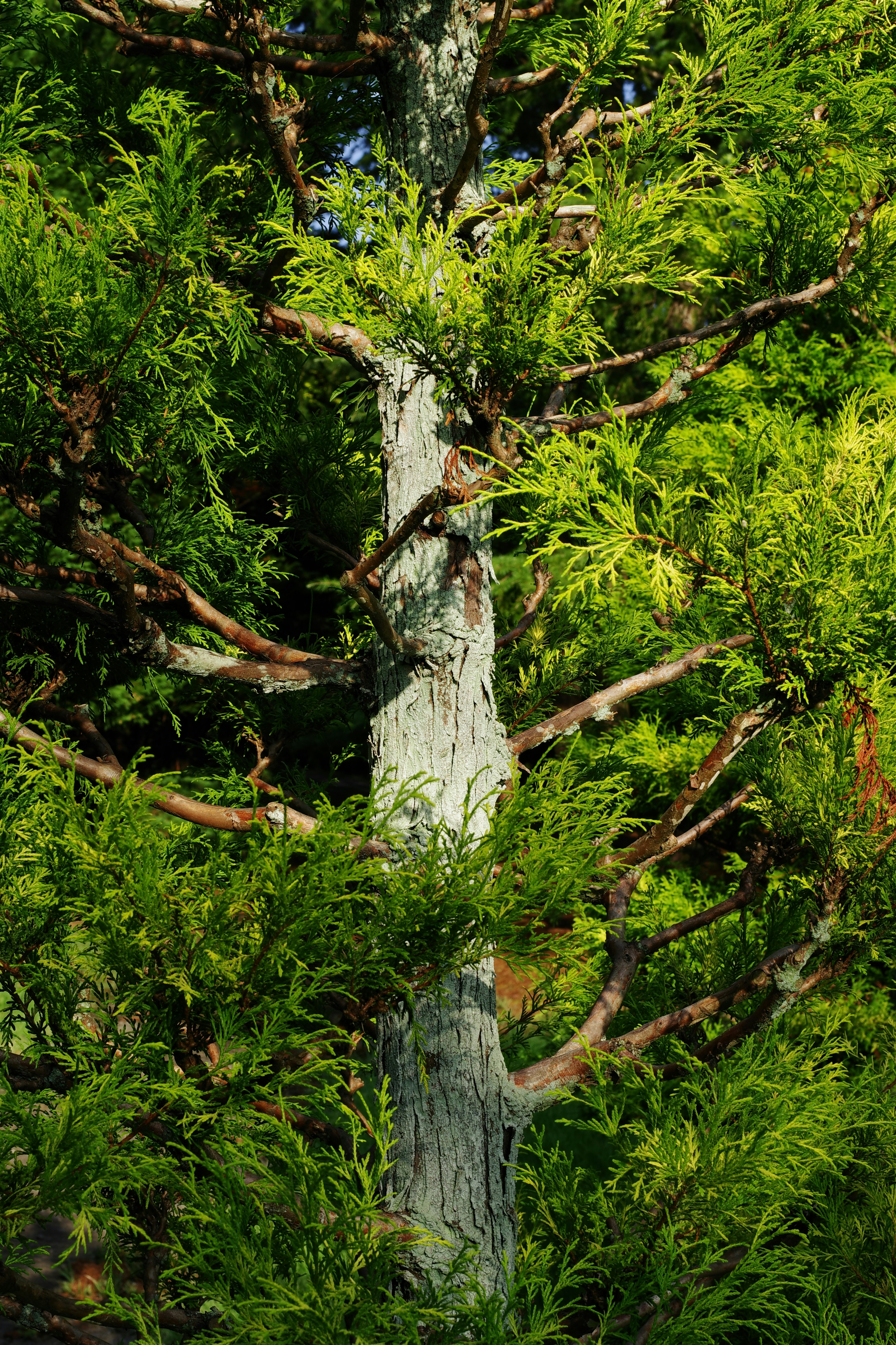 A tall tree with lots of green leaves