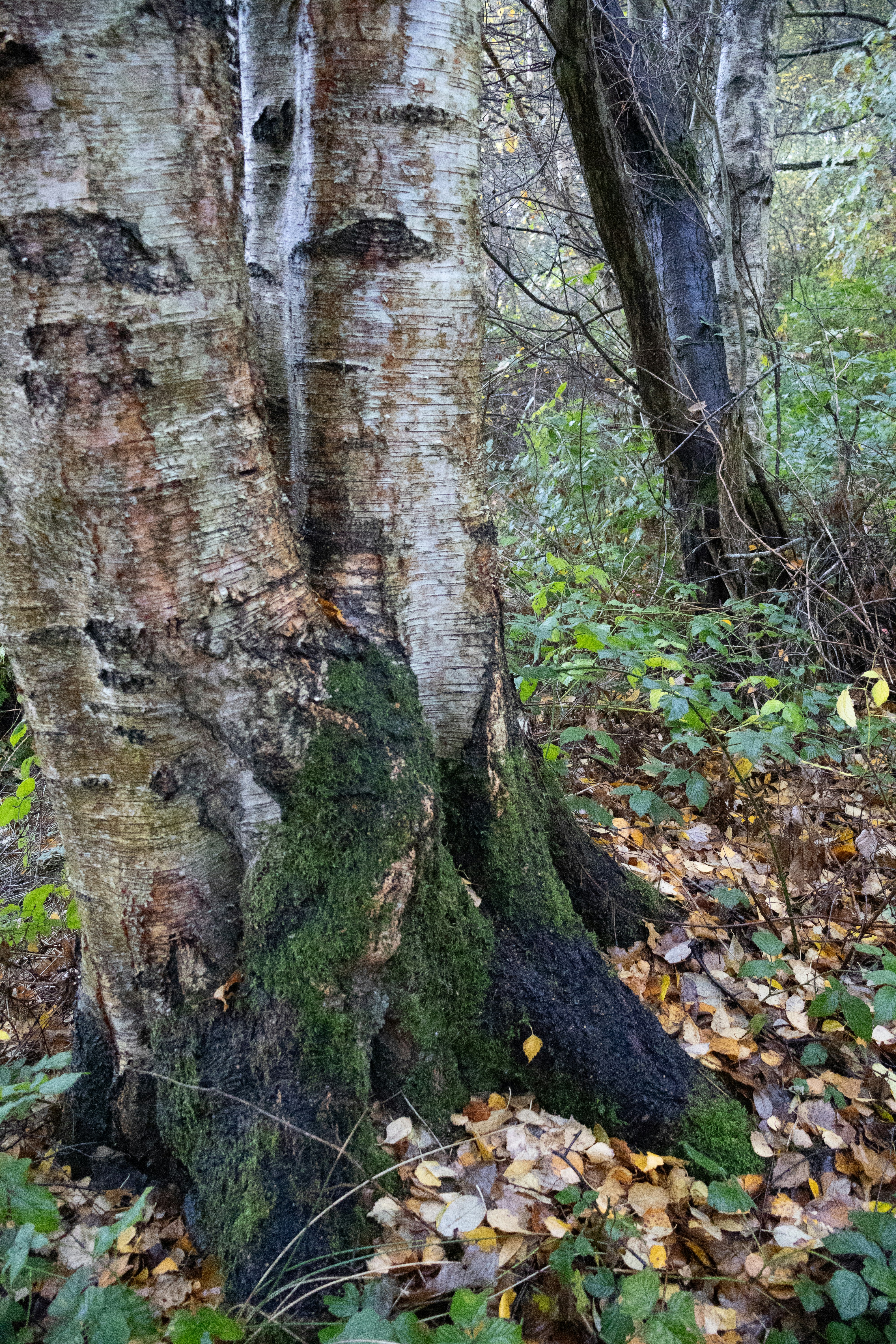 Mossy tree trunks in a forest with fallen leaves