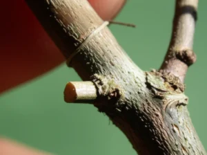 Featured image for Mastering Whip Grafting Bonsai Secrets to Stunning Tree Art 2026