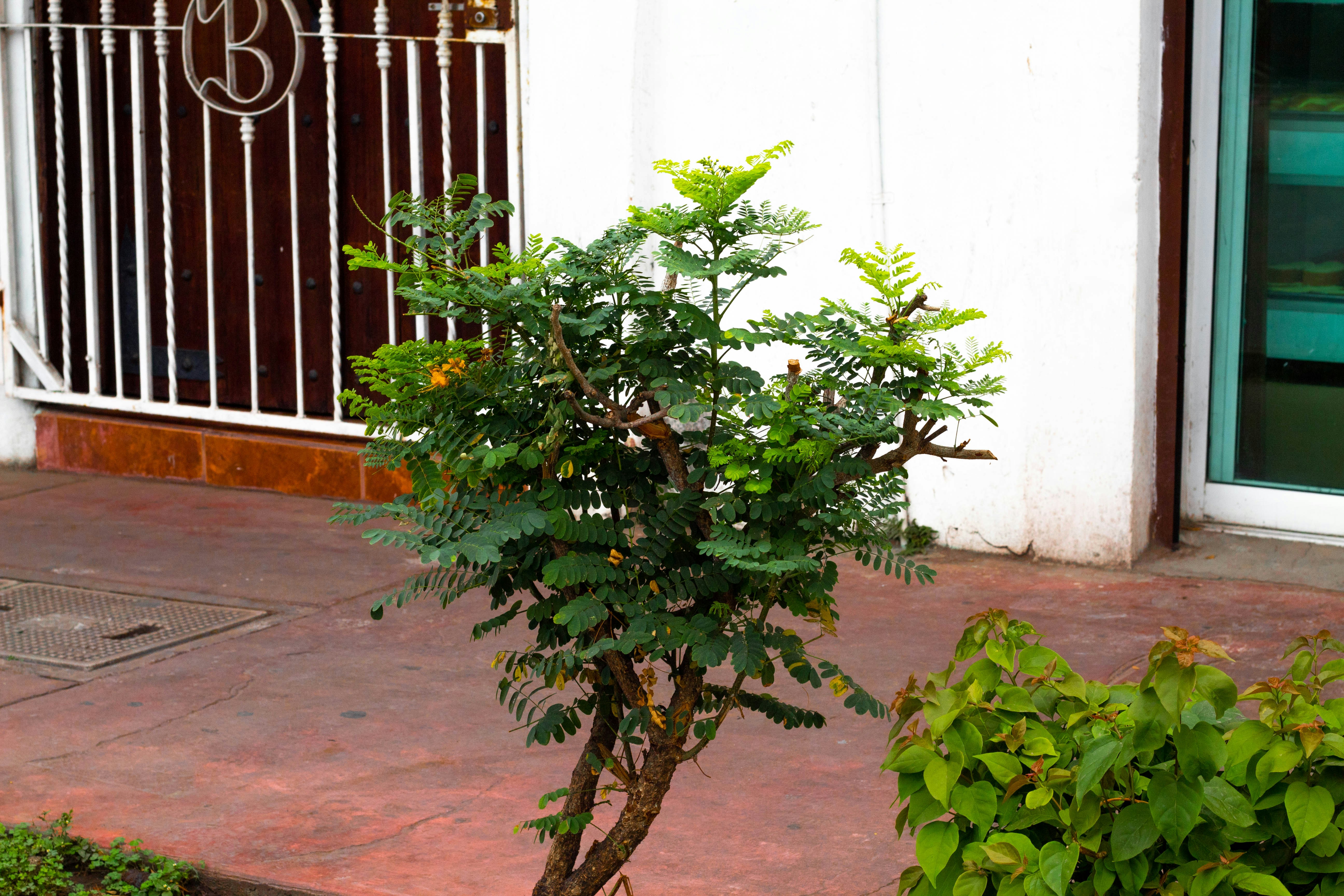 a small tree sitting on the side of a sidewalk