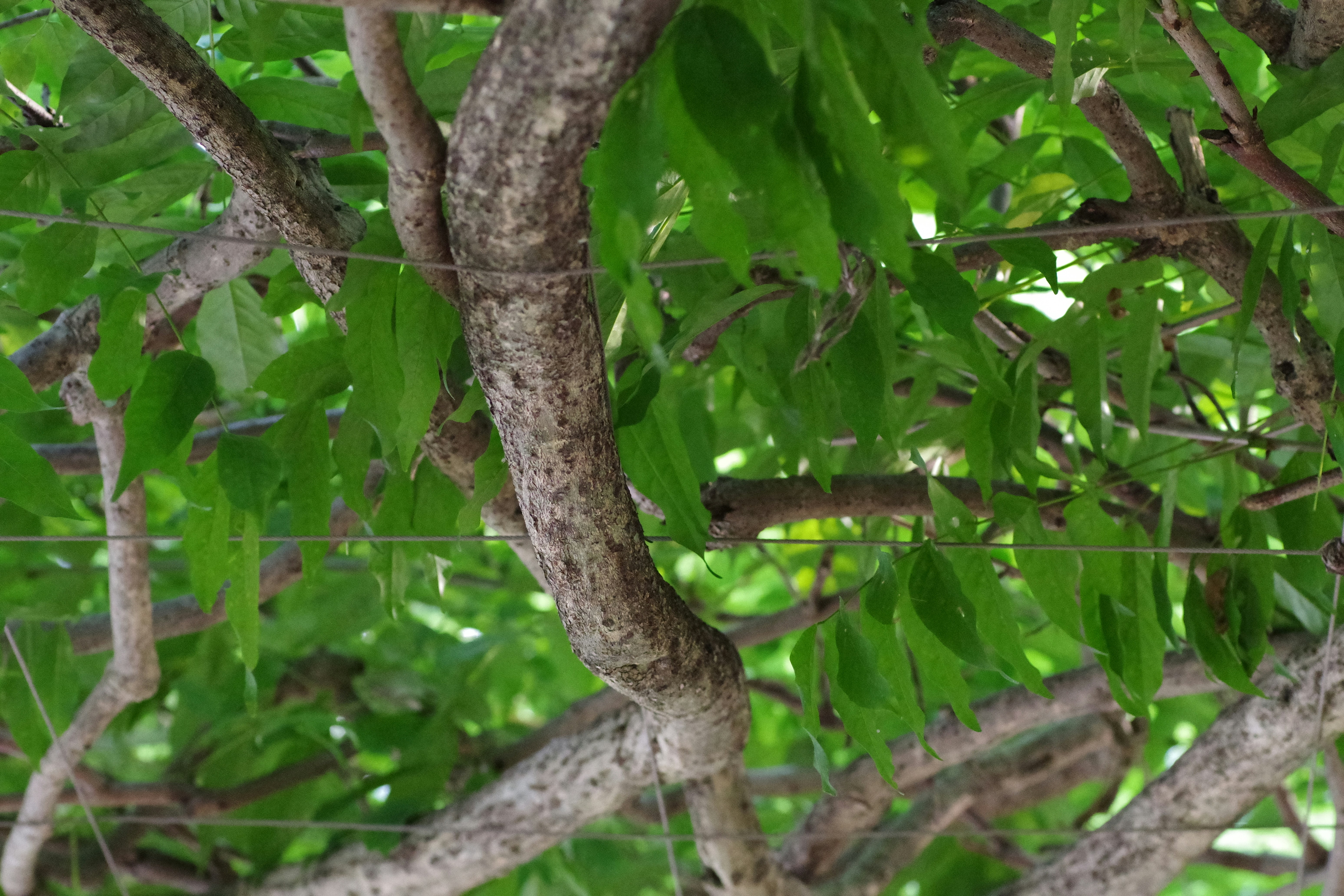 A bird sitting on a branch of a tree