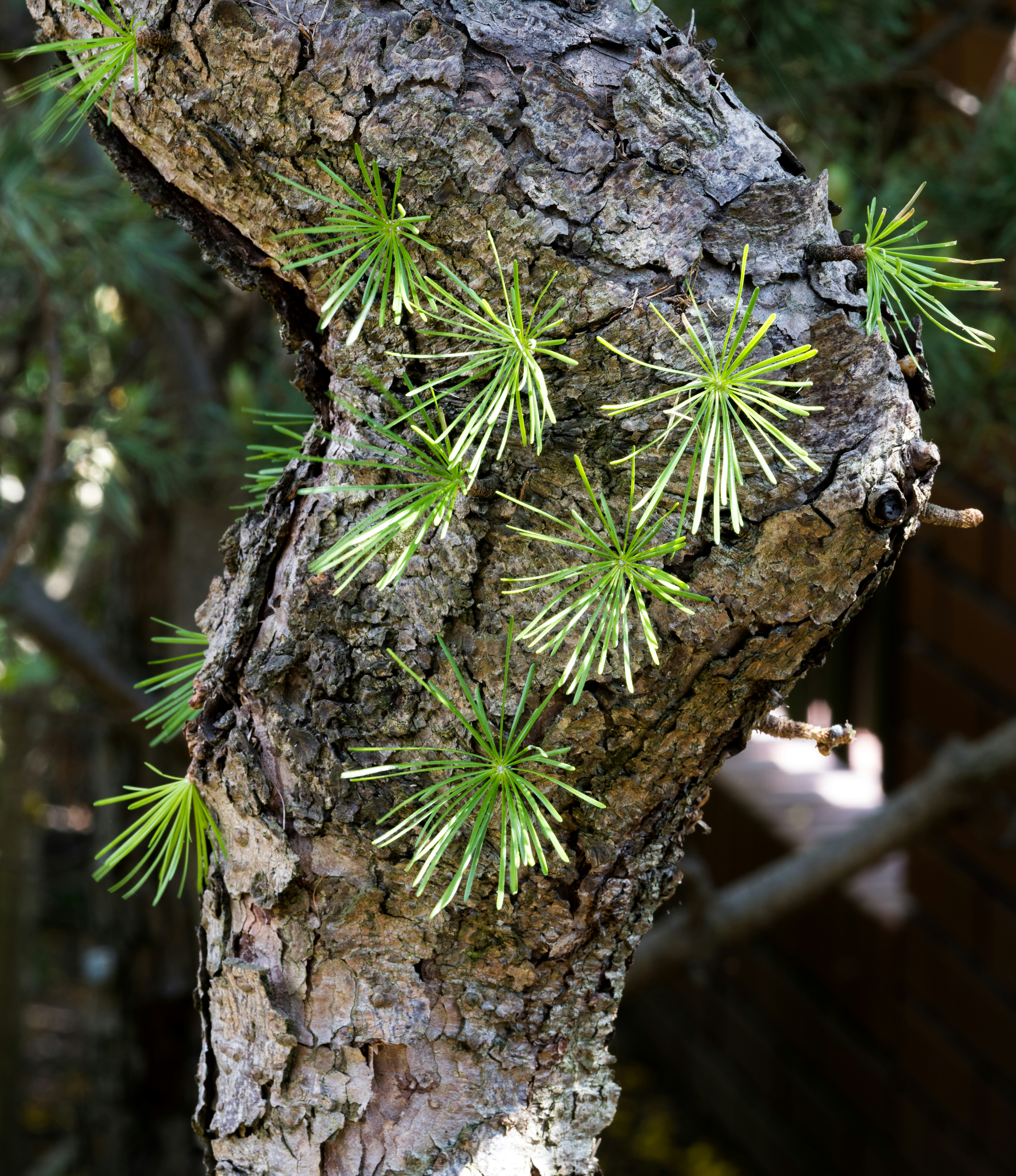 Creating deadwood on pine bonsai by Bonsai Garden New pine needles sprout from a textured tree trunk.