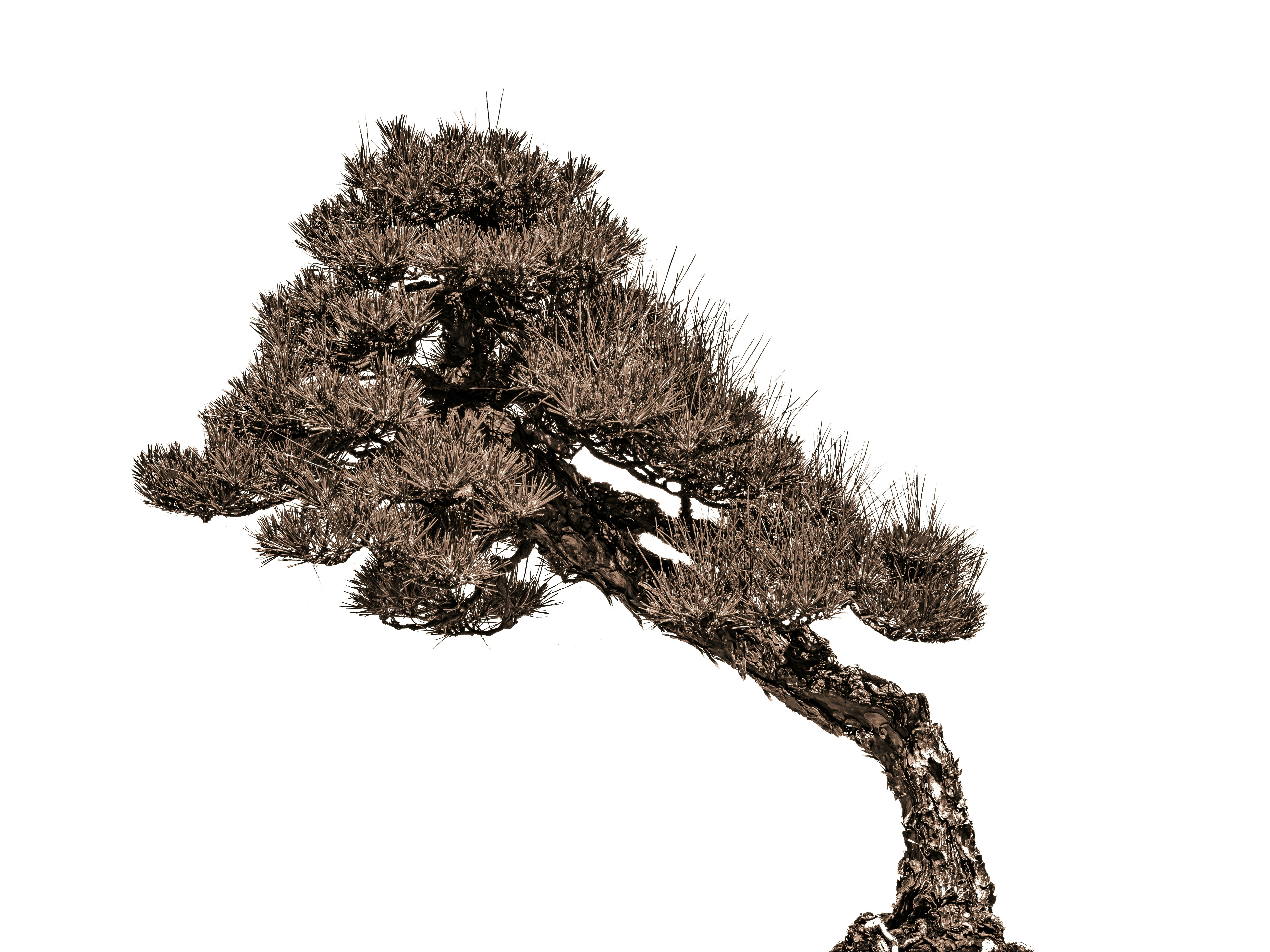A stylized bonsai tree against a white background
