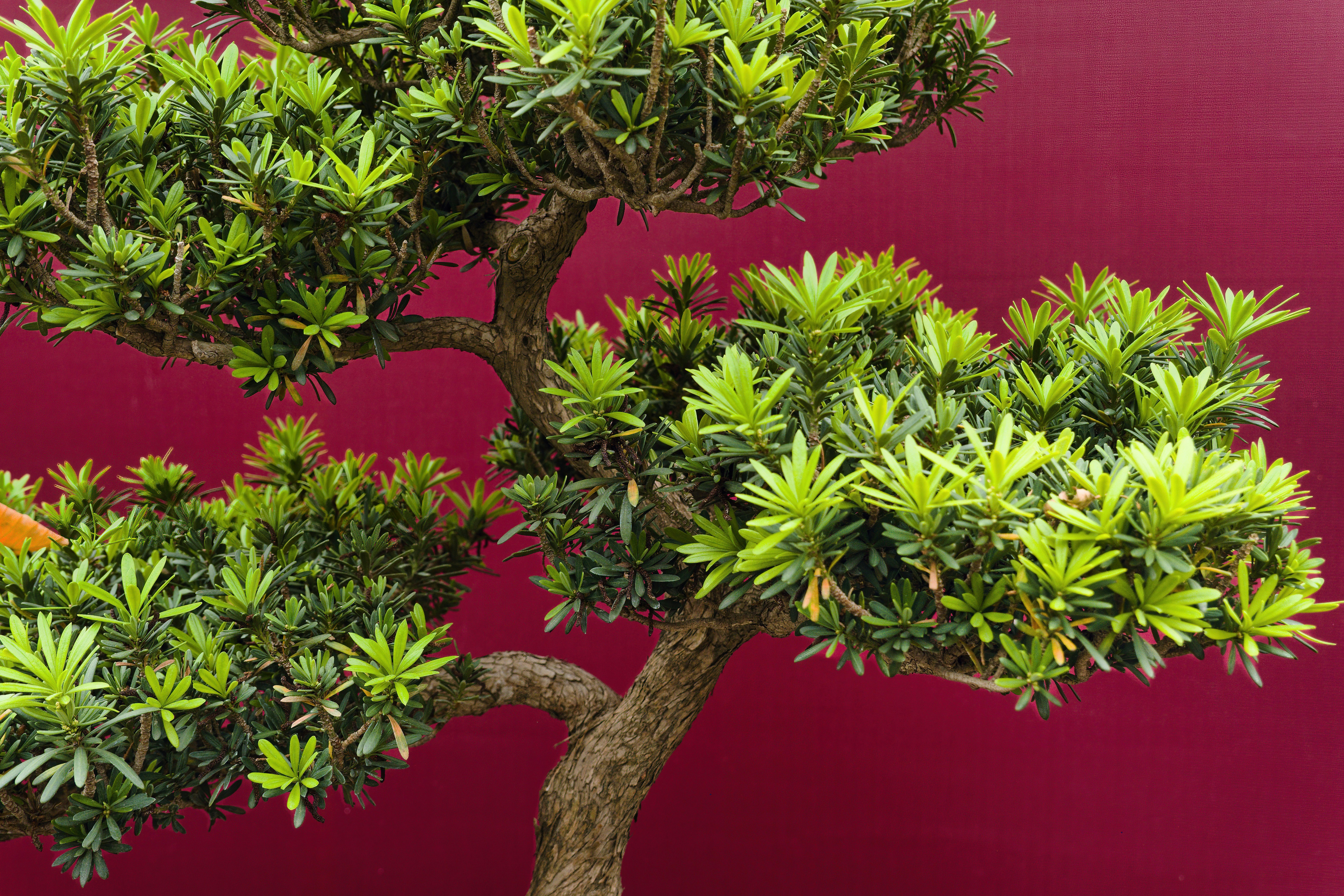 A green bonsai tree against a red background.