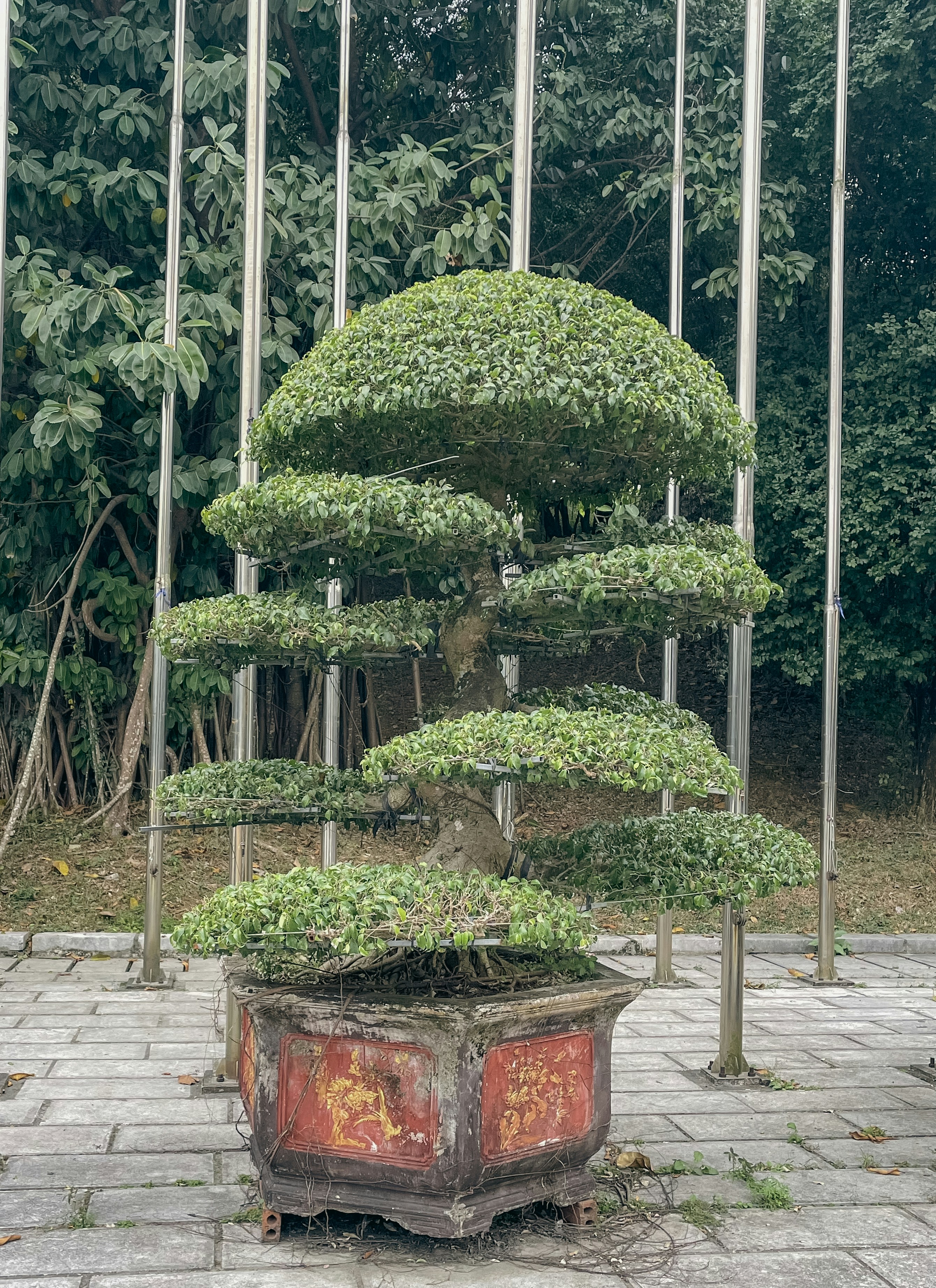 A meticulously shaped bonsai tree in a decorative pot.