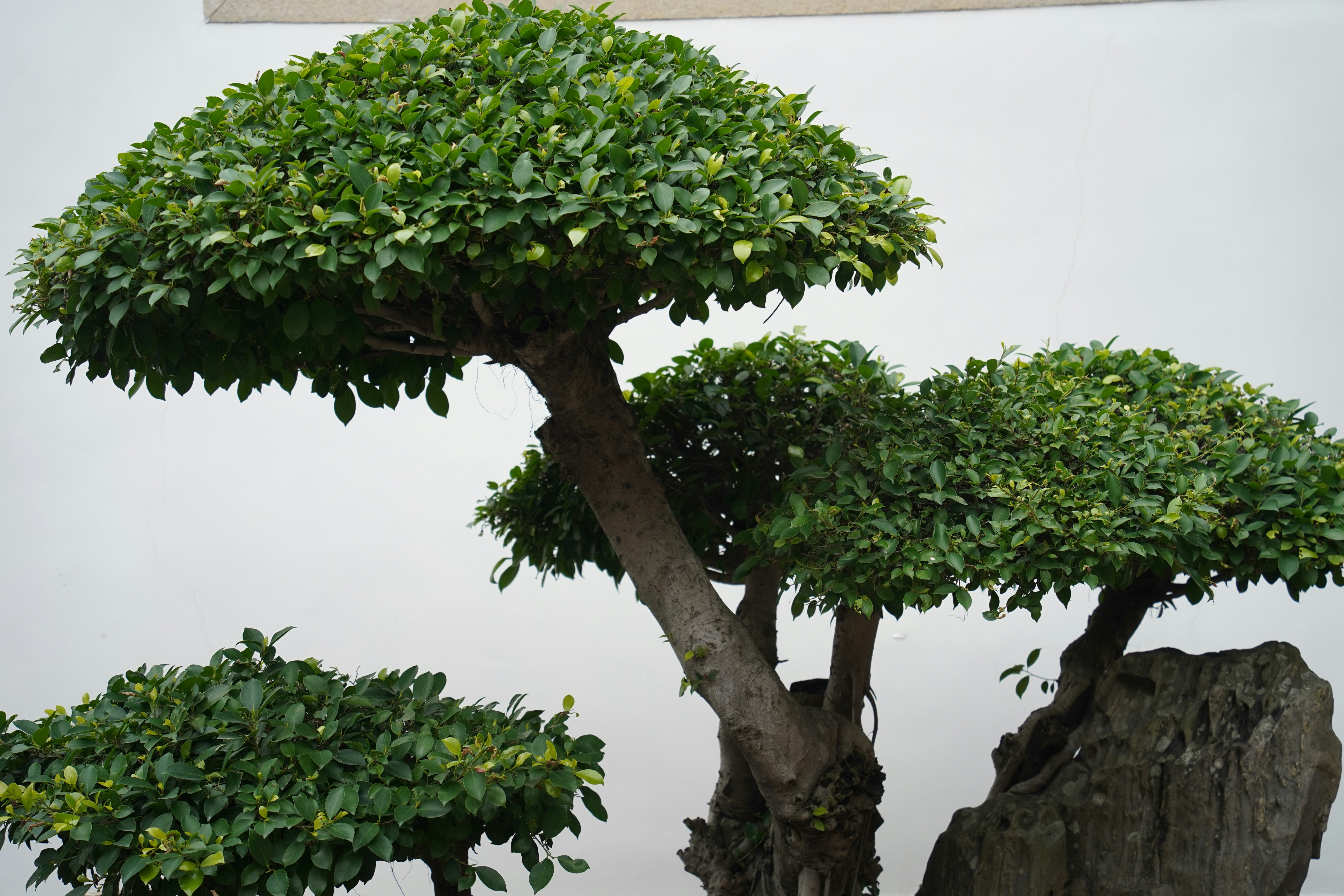 a bonsai tree in a rock garden