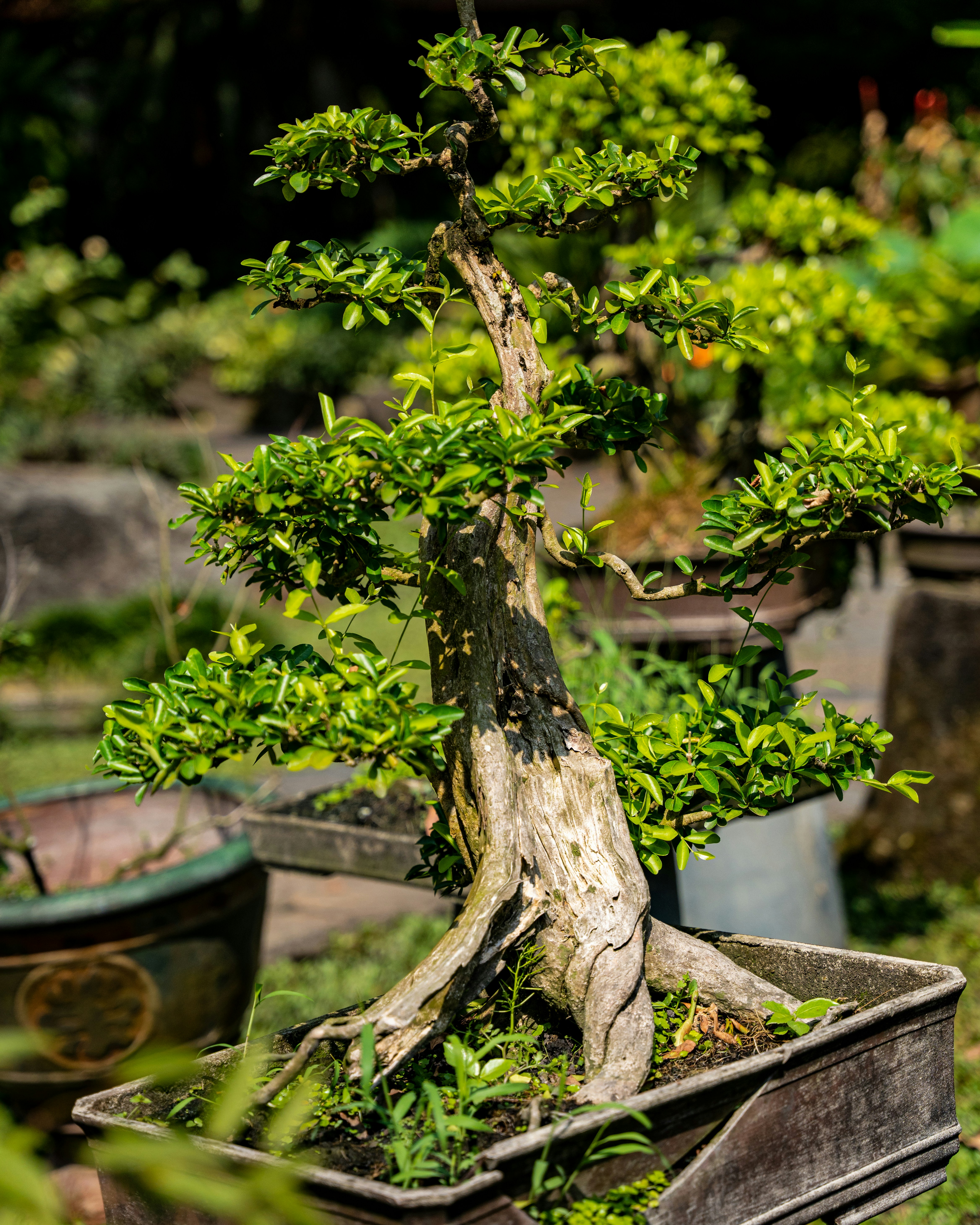 a bonsai tree in a wooden container in a garden