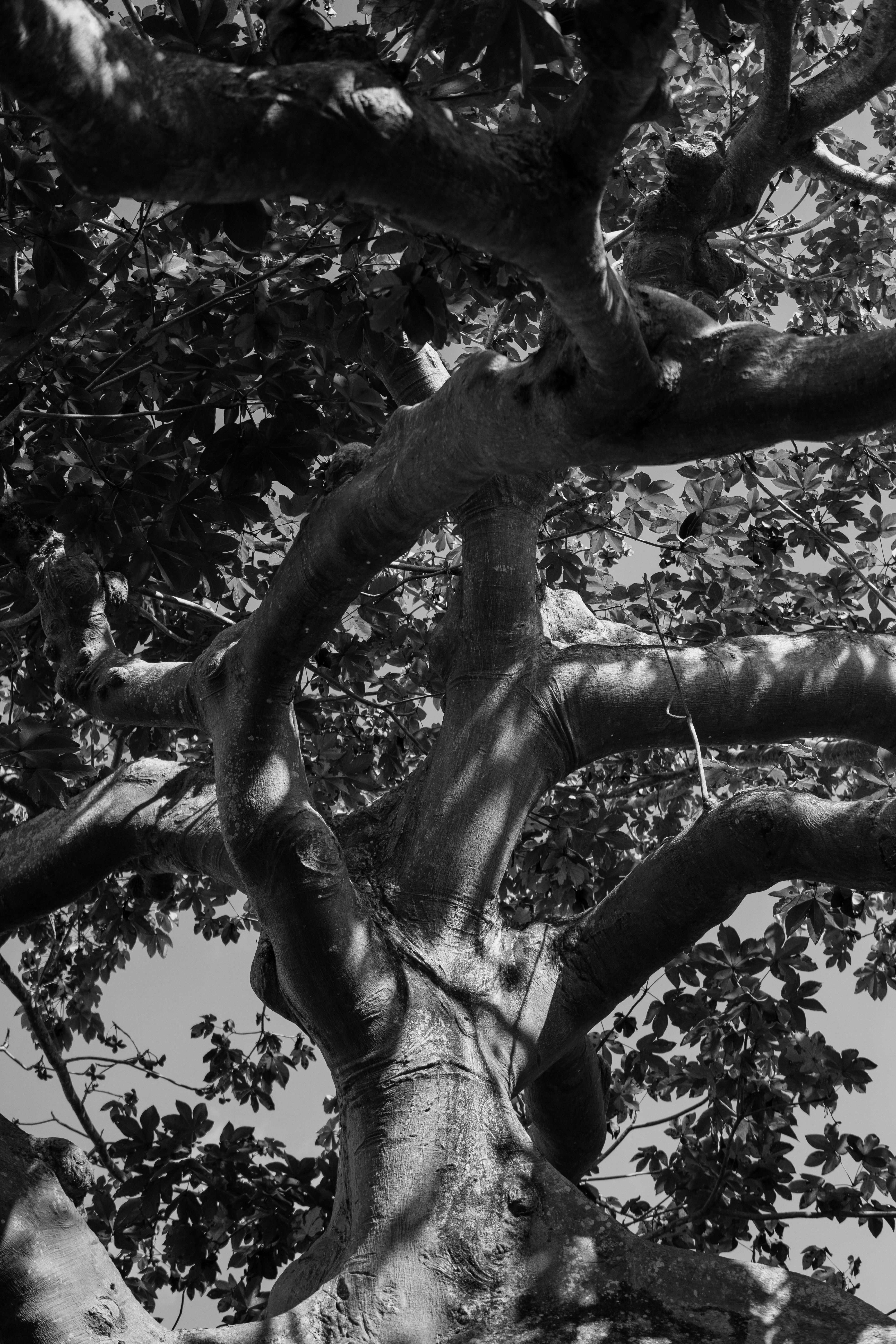 a black and white photo of a tree