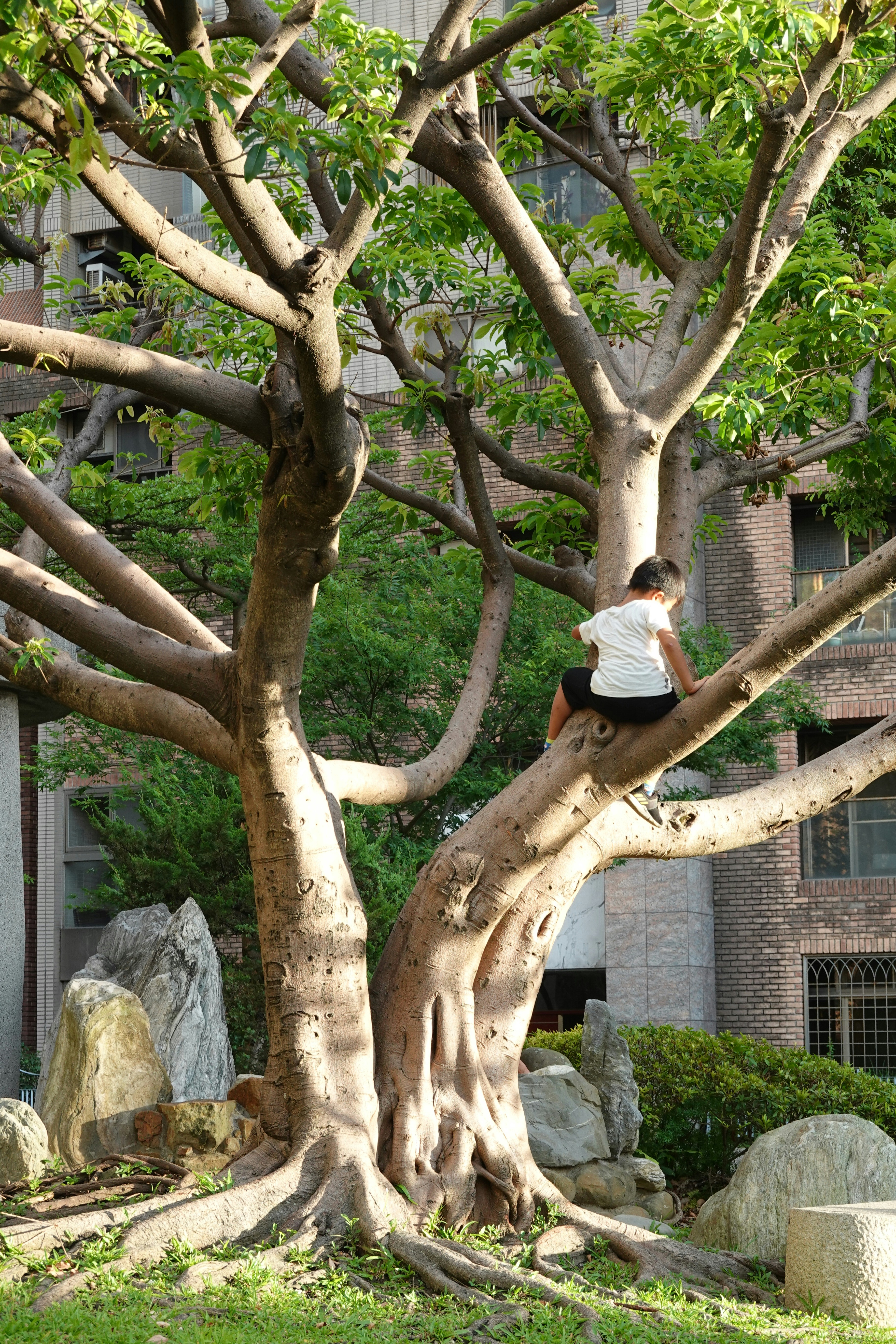 A man sitting on top of a tree next to a building