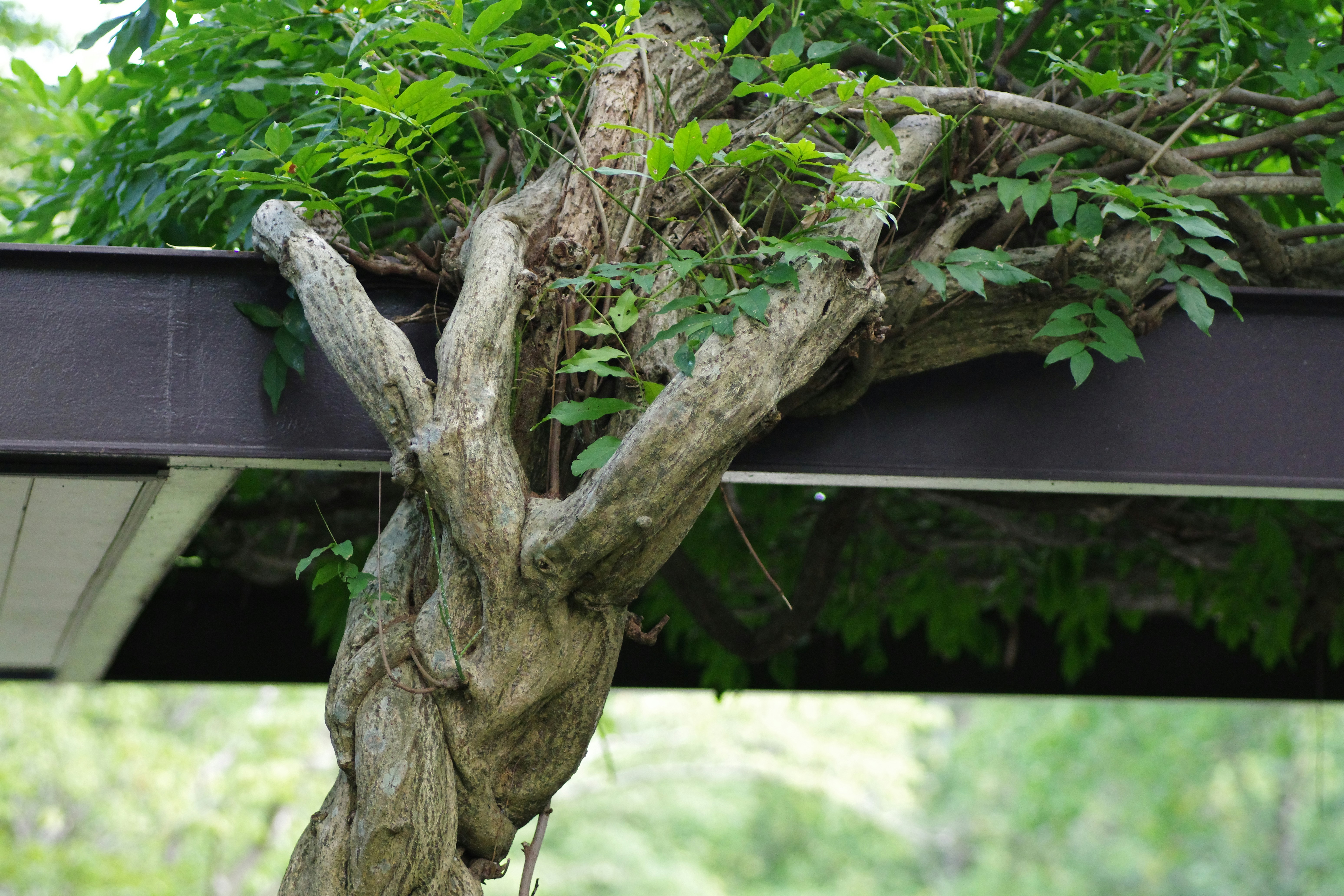 A tree that is growing out of the ground