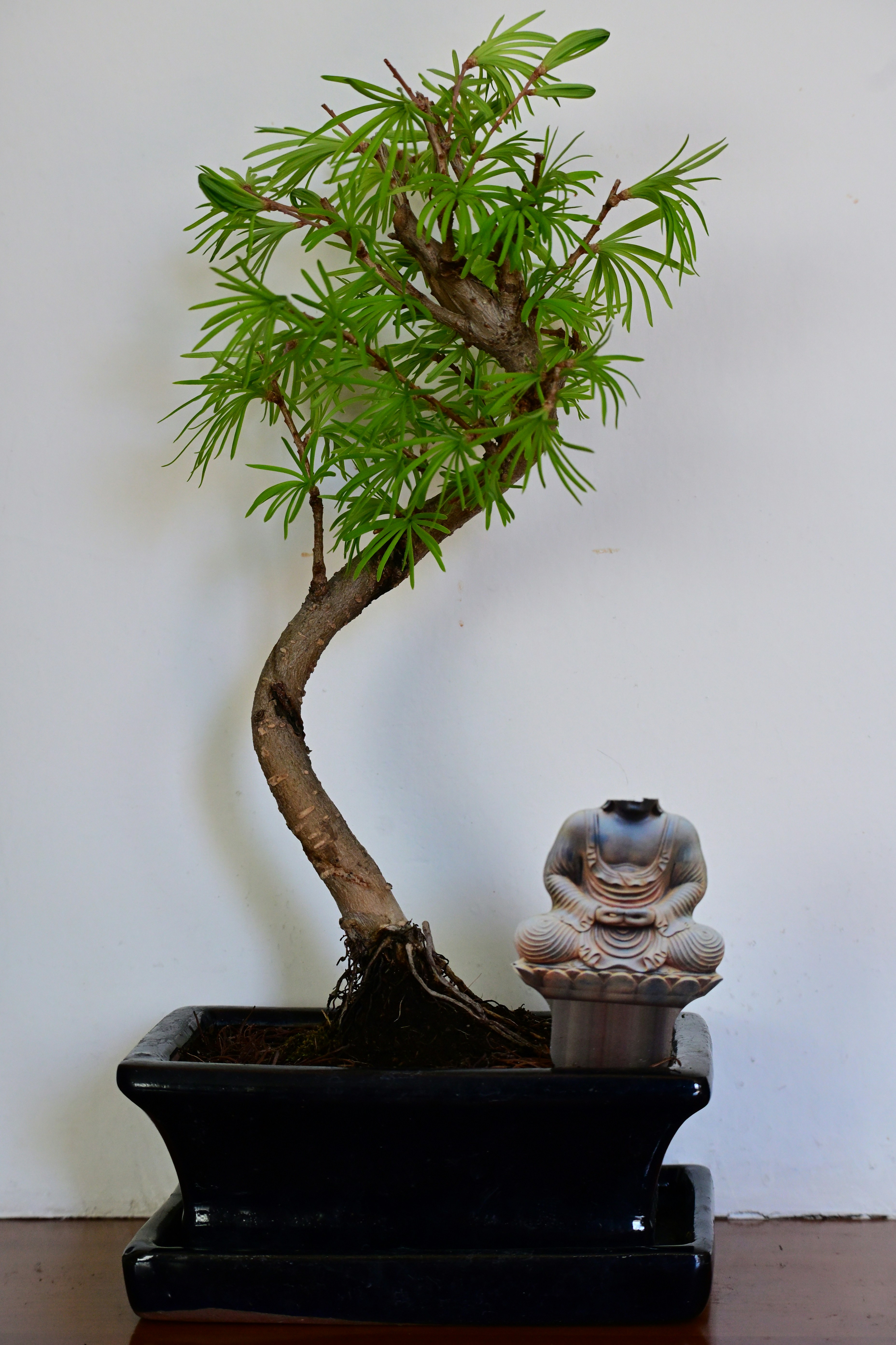 Growing Bonsai from Seed by Bonsai Garden A bonsai tree stands near a buddha statue.