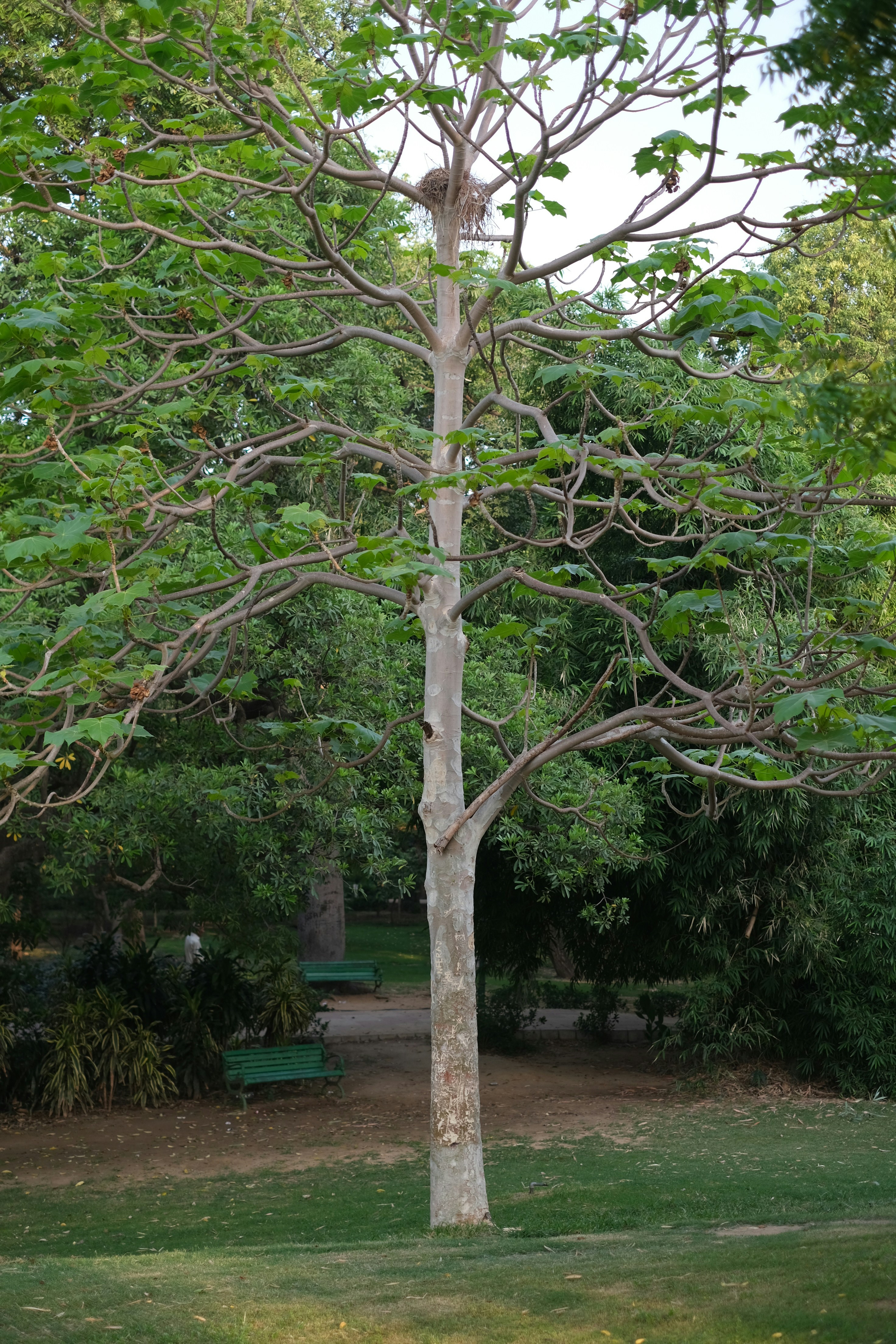 A tree stands tall in the peaceful park.