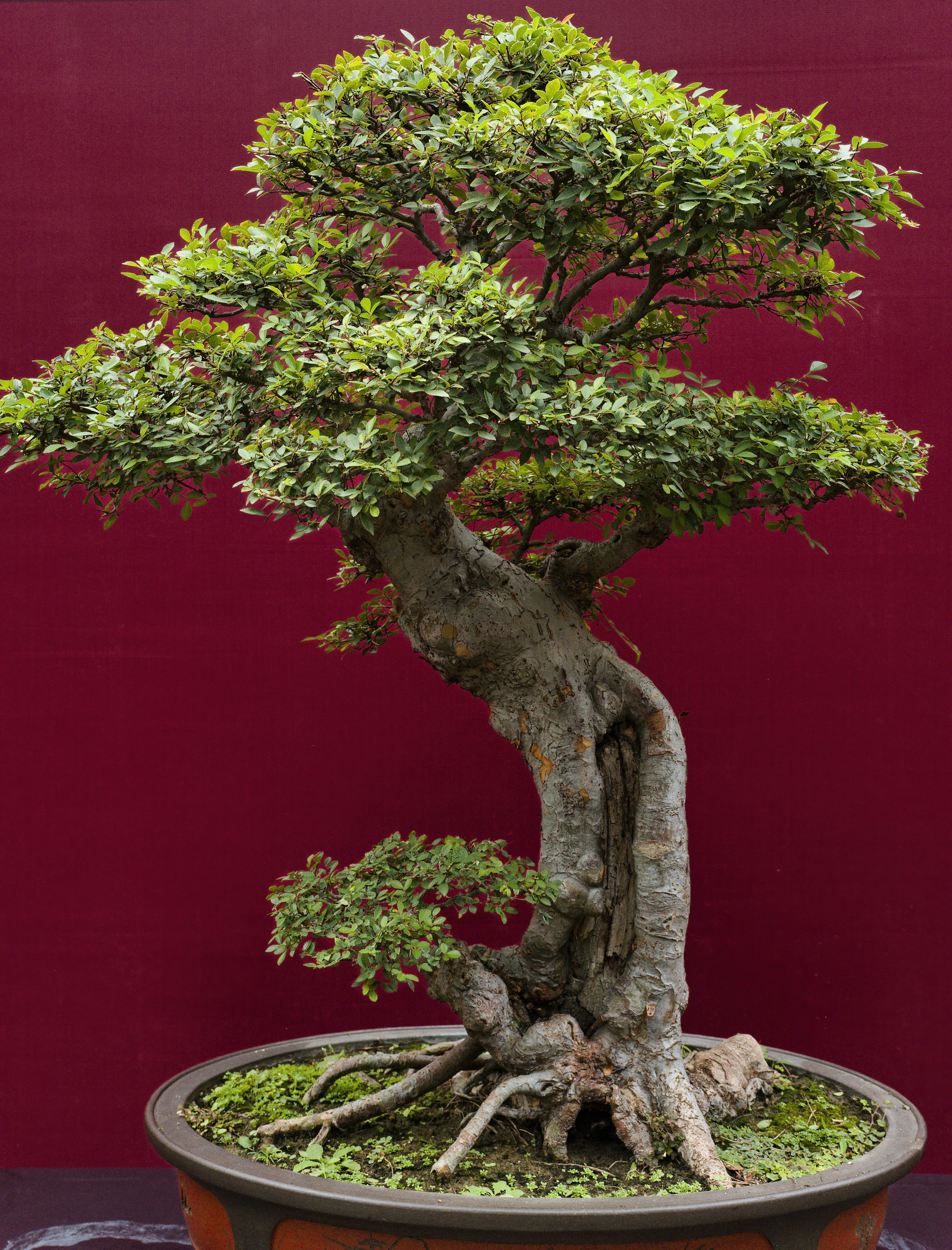 A mature bonsai tree with lush green leaves