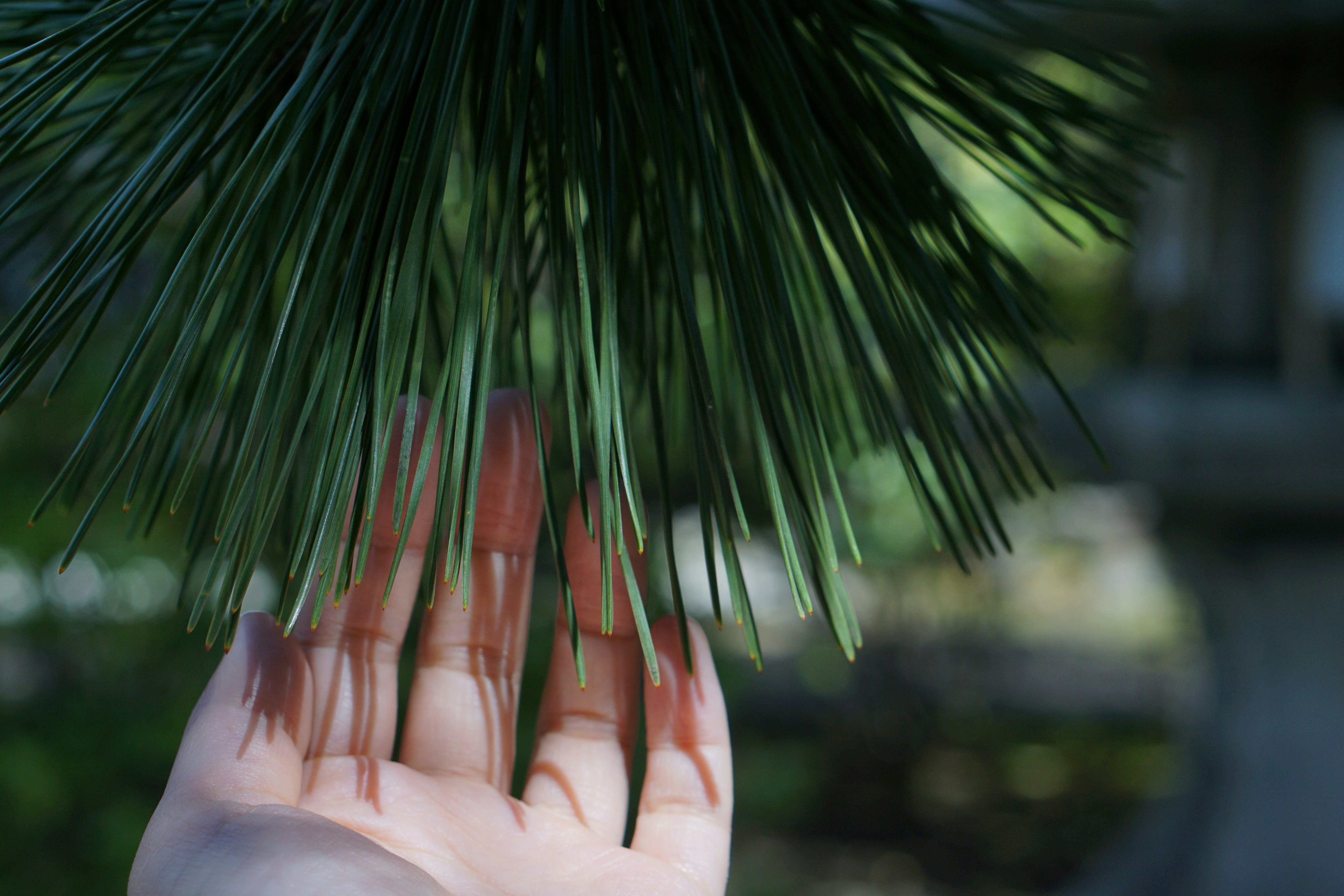 Hand reaching towards pine needles in a garden.