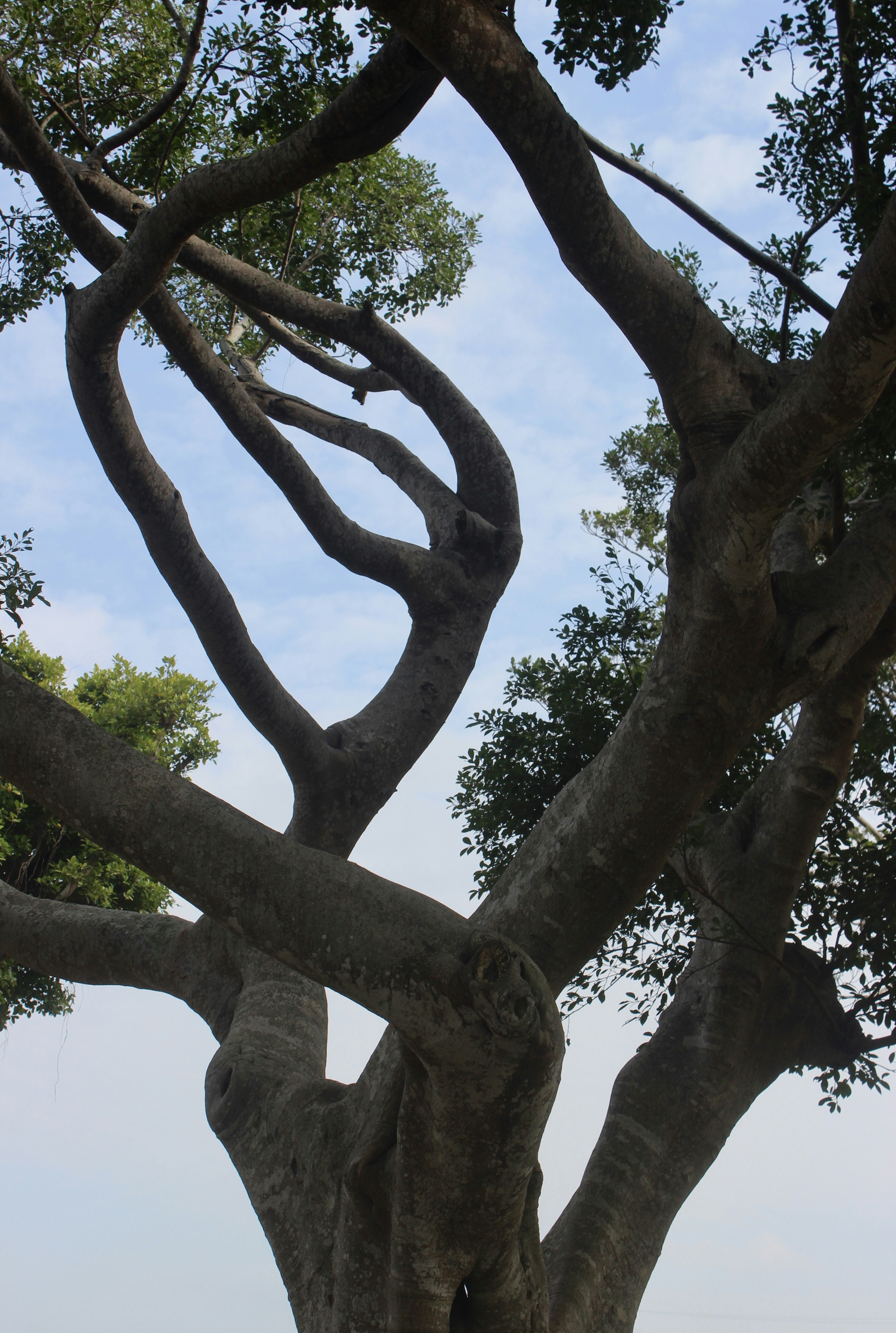 Twisted branches of a large tree against the sky